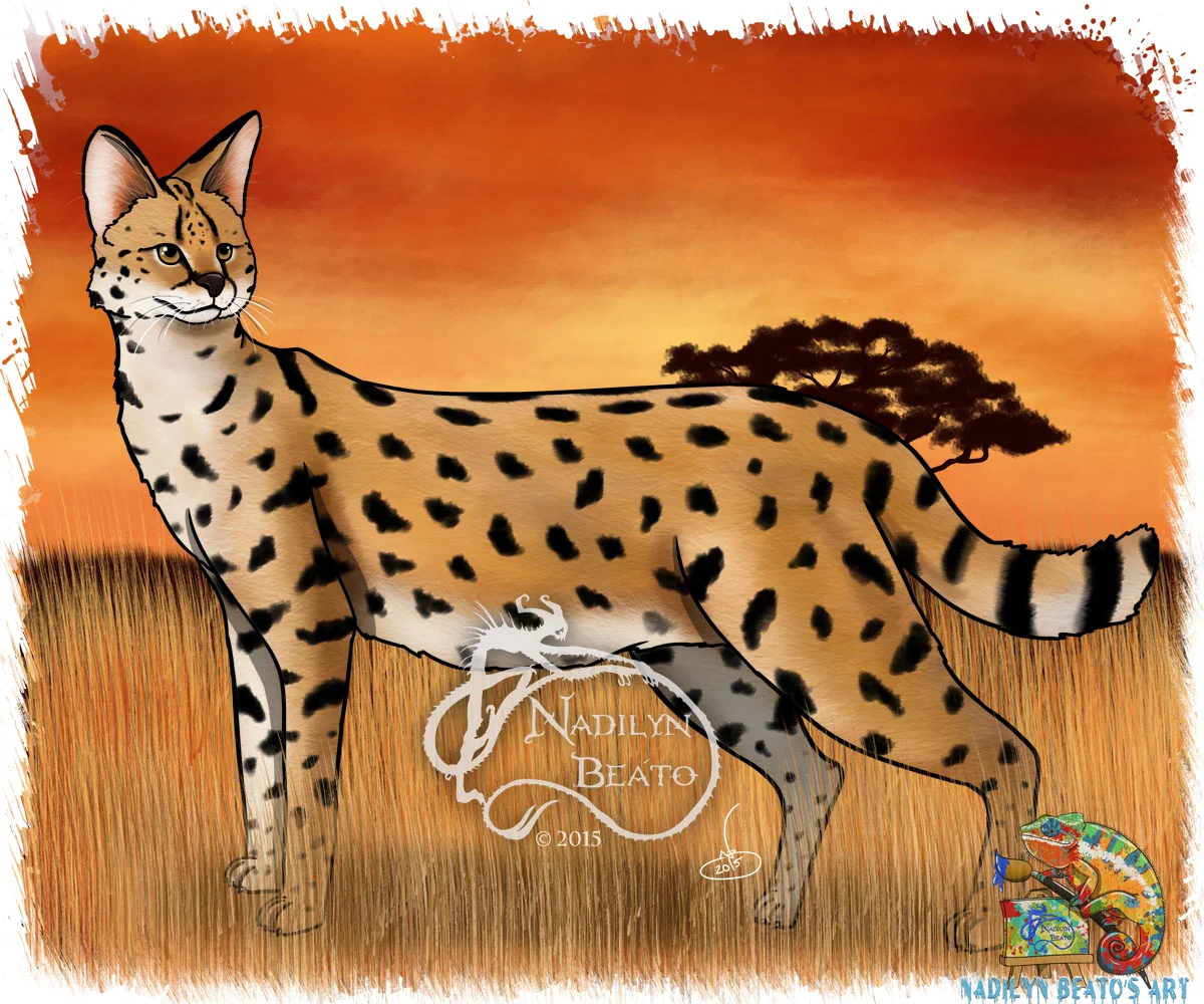 African Serval