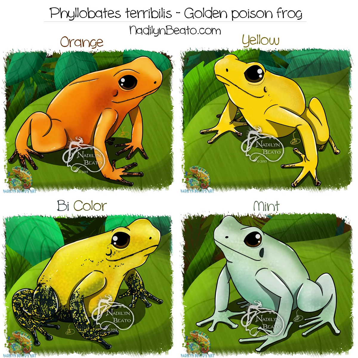 Phyllobates terribilis - Golden poison frogs