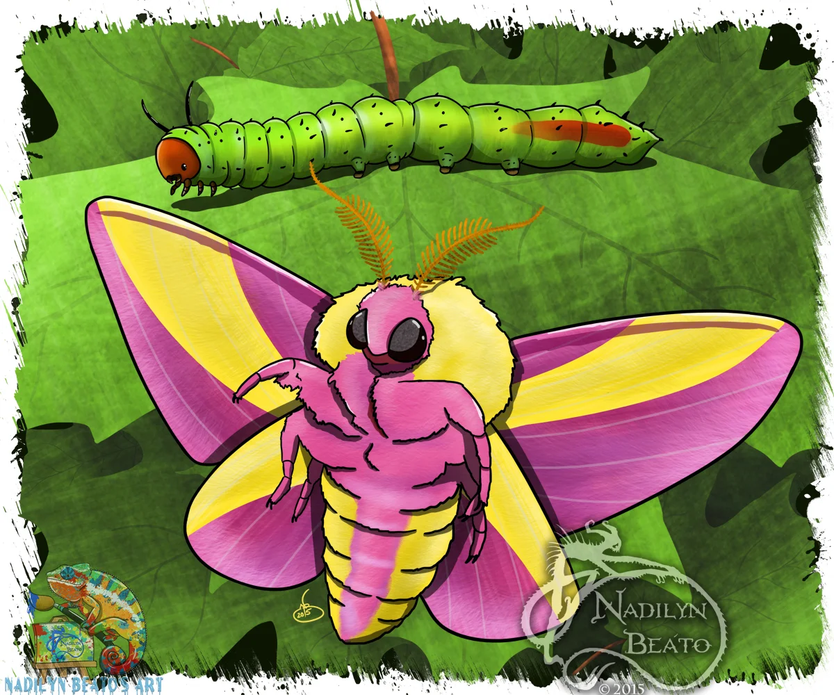 Rosy Maple Moth & Caterpillar