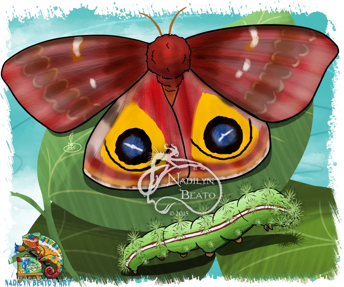 Io Moth & Caterpillar