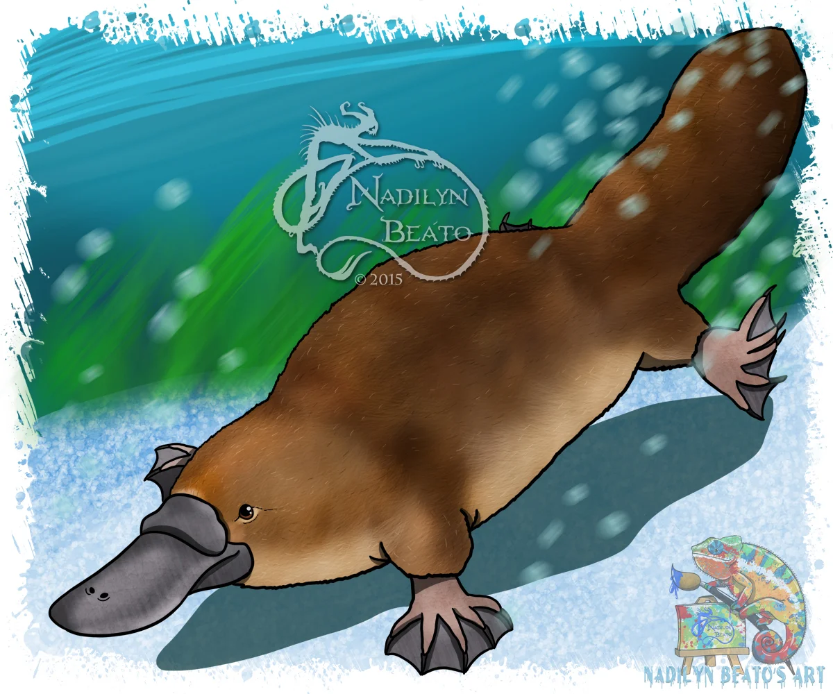 Duck-Billed Platypus 