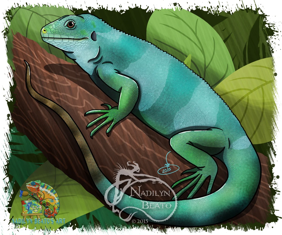Fiji Iguana 