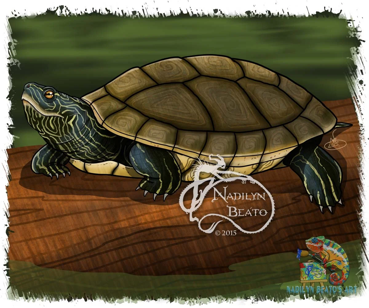 Northern Map Turtle 