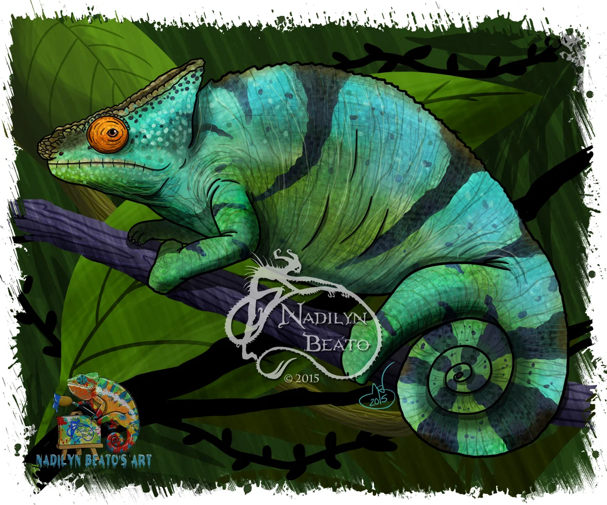 Parson's Chameleon 