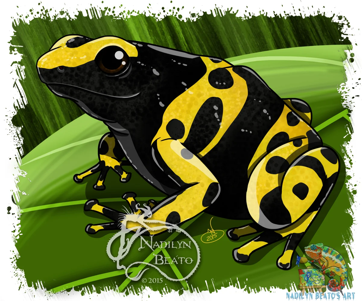 Yellow Banded Dart Frog " Dendrobates leucomelas"