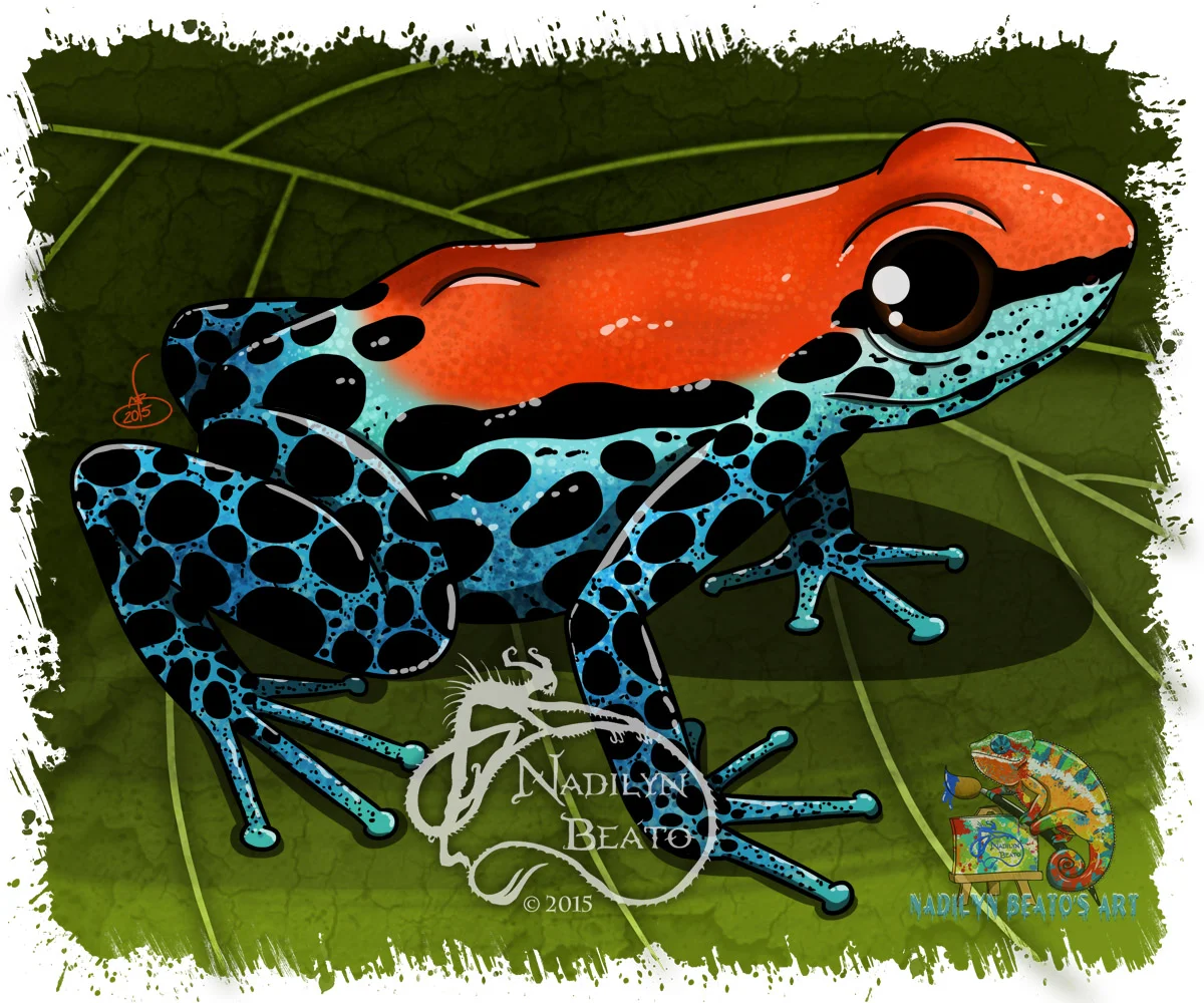 Red-backed Dart Frog "Ranitomeya reticulata" 