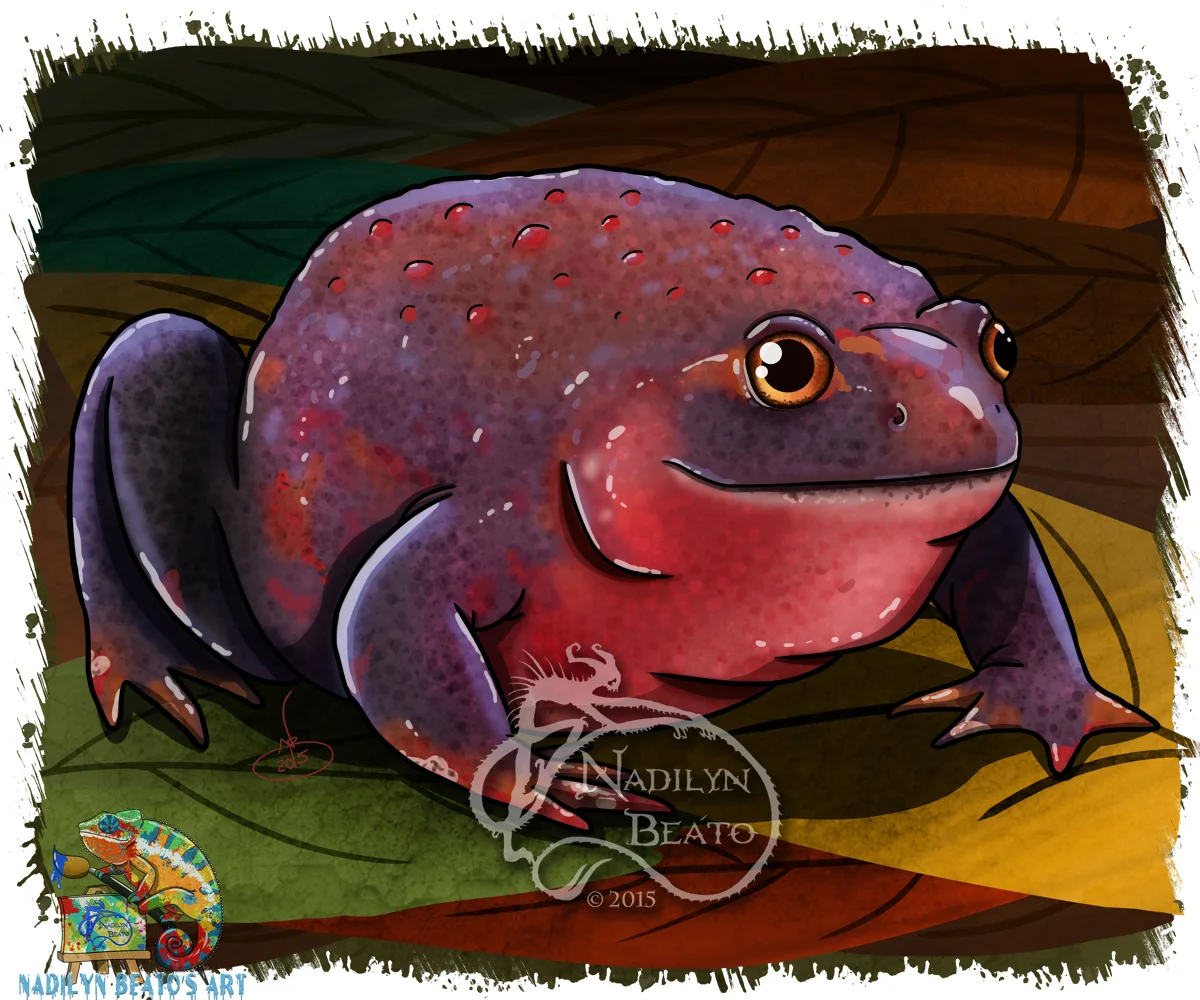 Bornean Chili Frog "Calluella capsa"