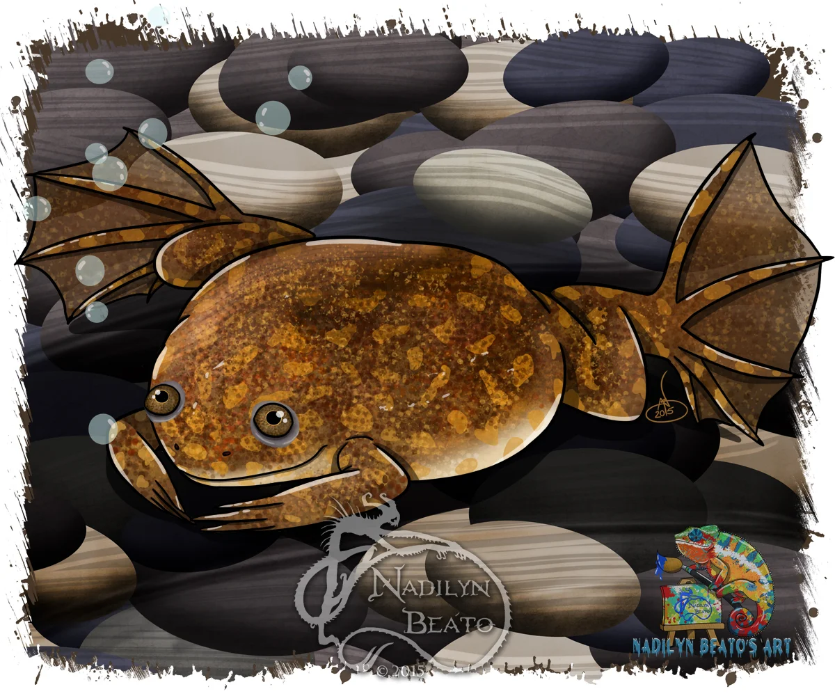 Lake Oku clawed frog "Xenopus longipes"