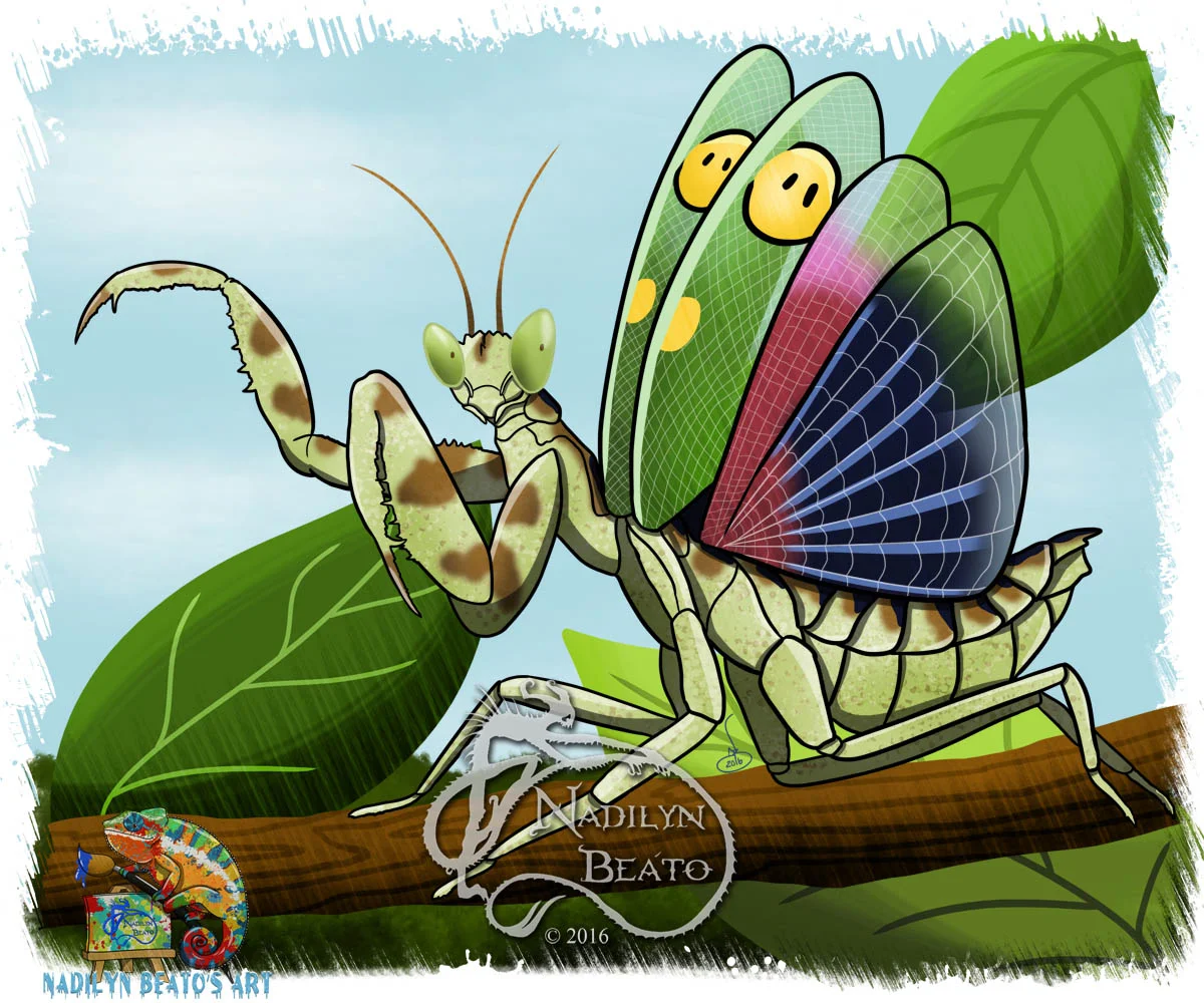 Jeweled Flower Mantis "Creobroter gemmatus" 