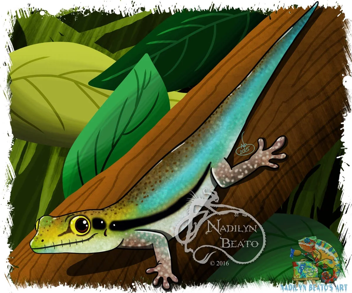 Yellow-headed Day Gecko (Phelsuma klemmeri)