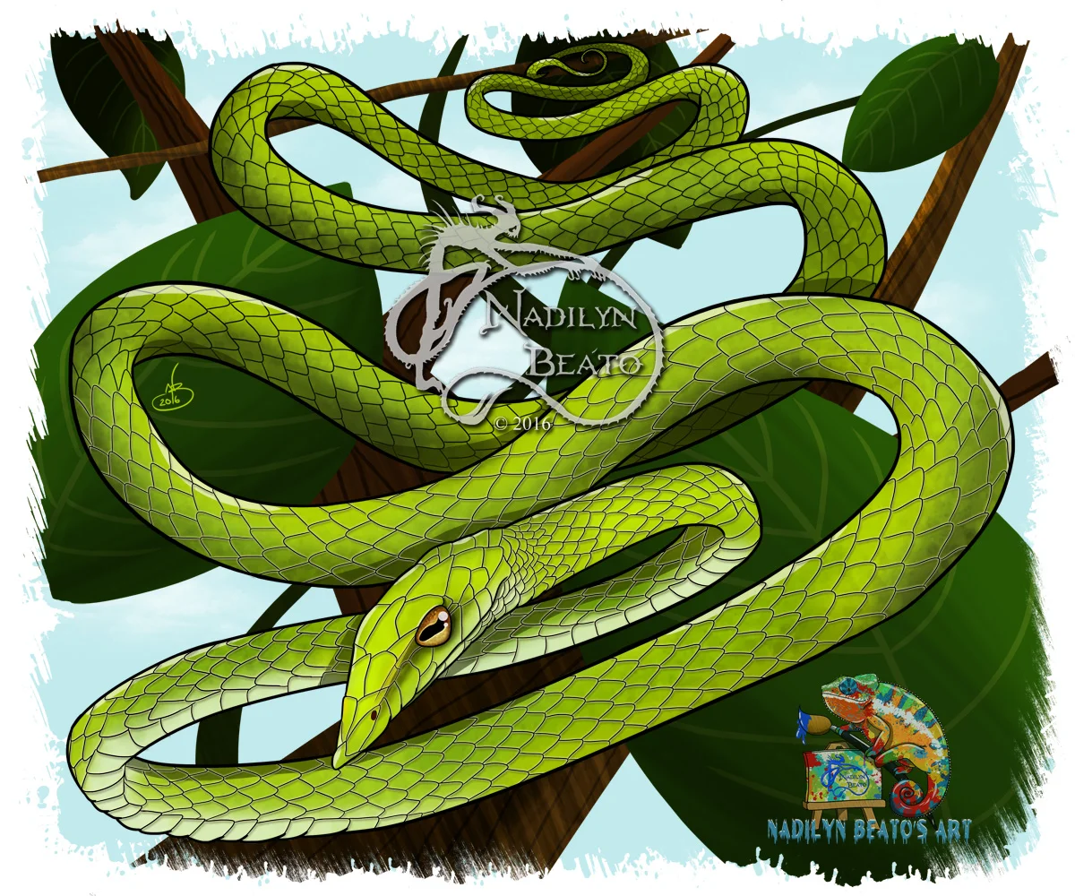 Green Vine Snake - Jade 