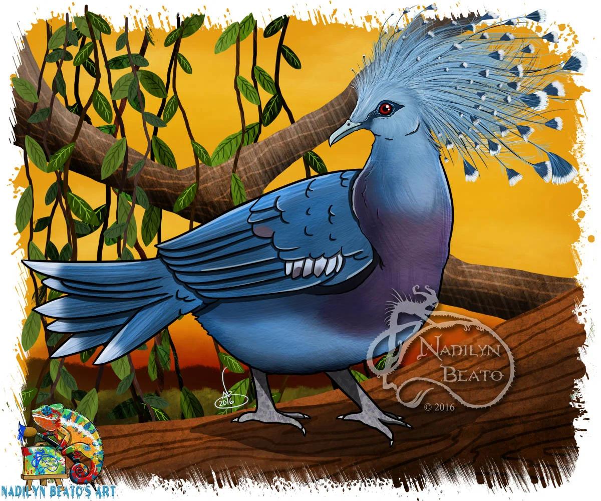 Victoria Crowned Pigeon 