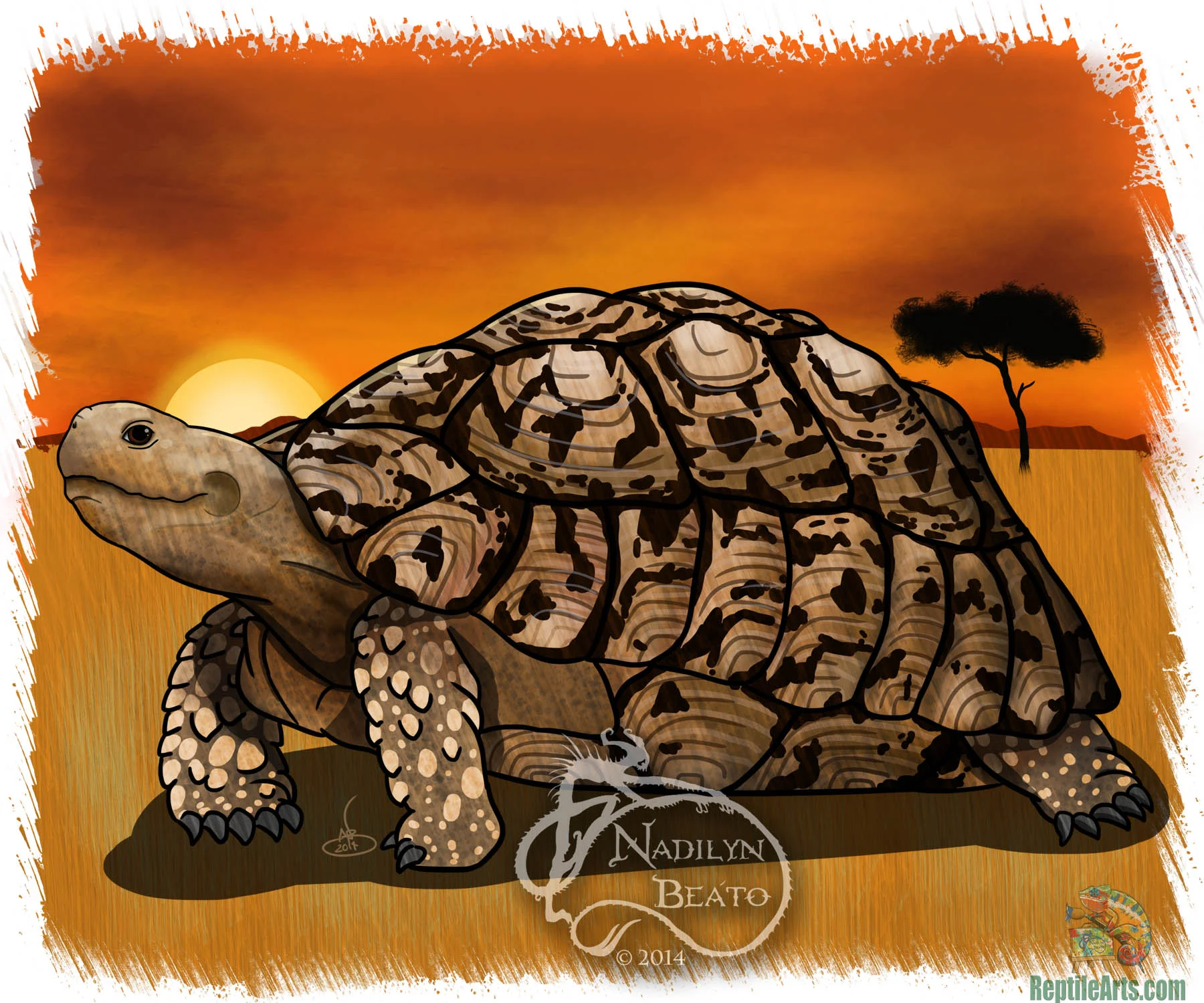 Leopard Tortoise 