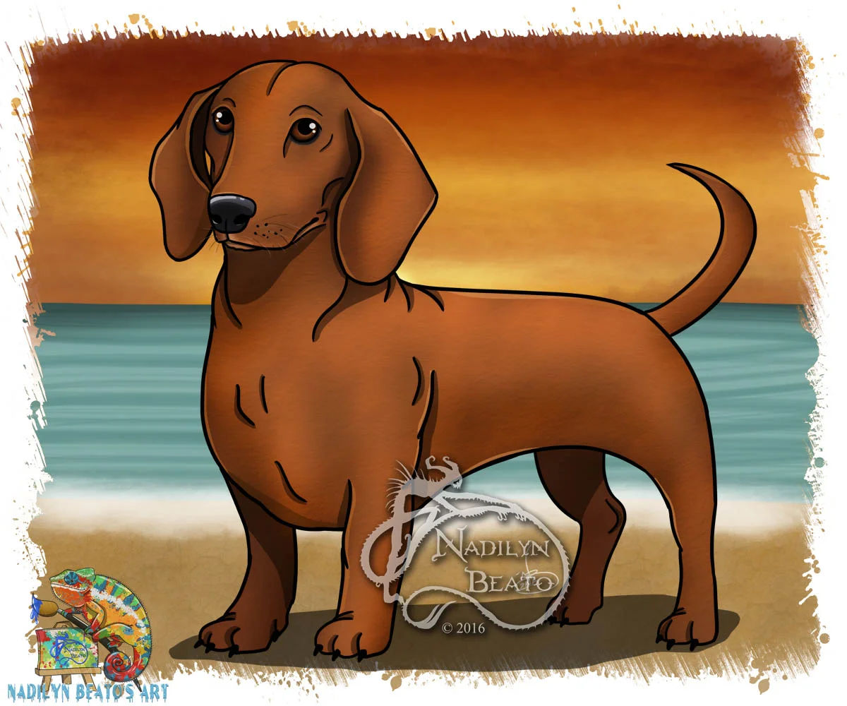 Dachshund 