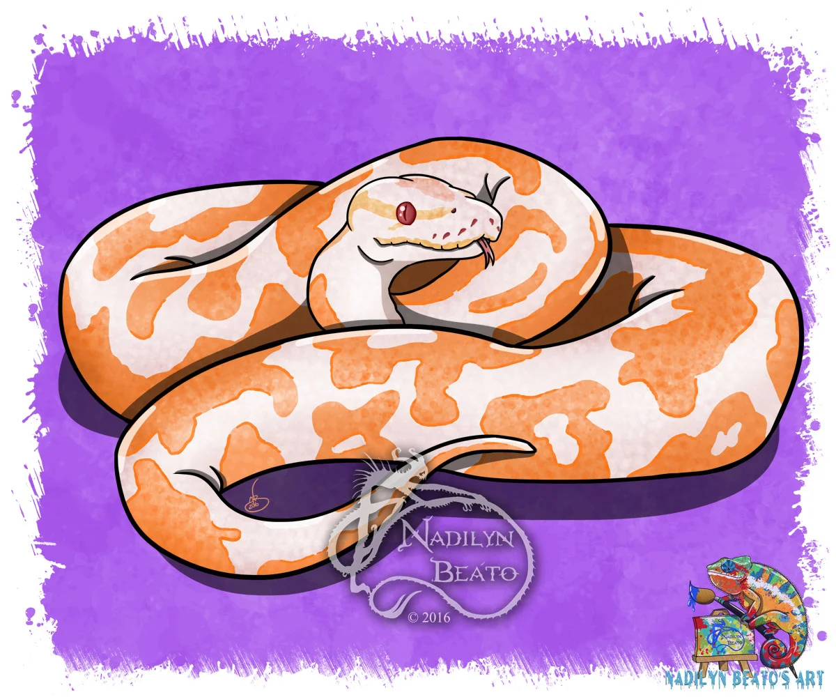 Dreamsicle Ball Python