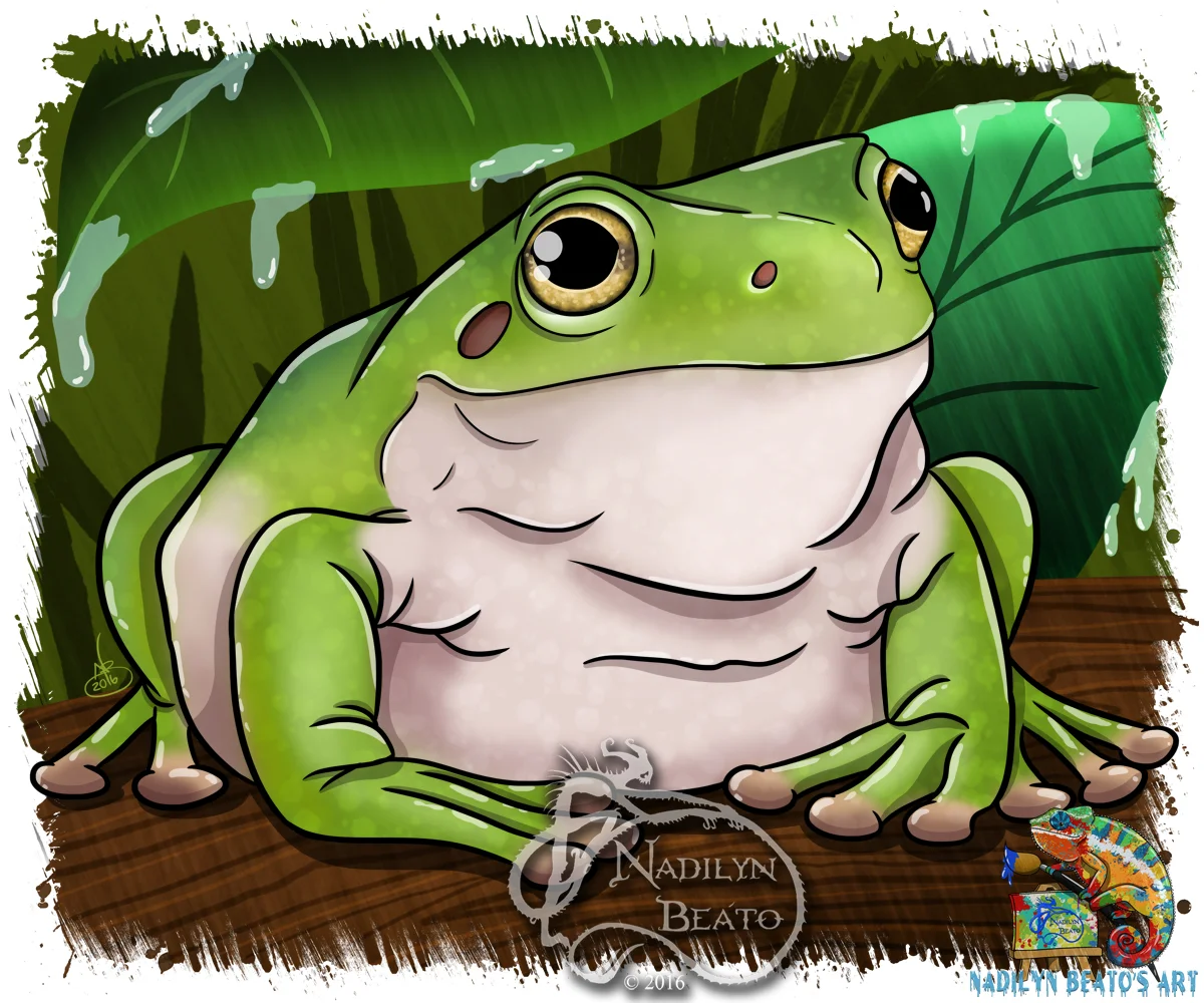 White's Tree Frog
