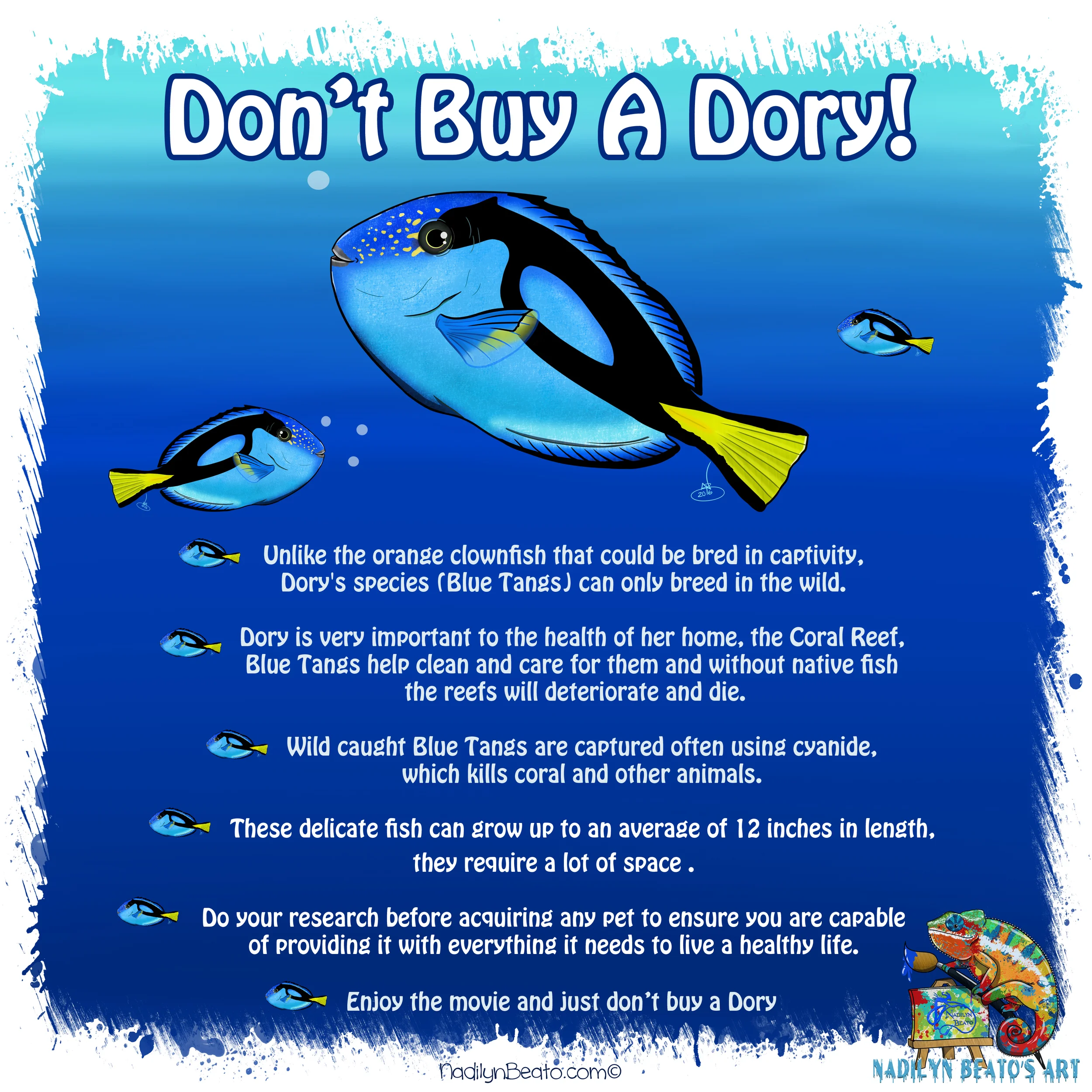 Don't Buy a Dory! 