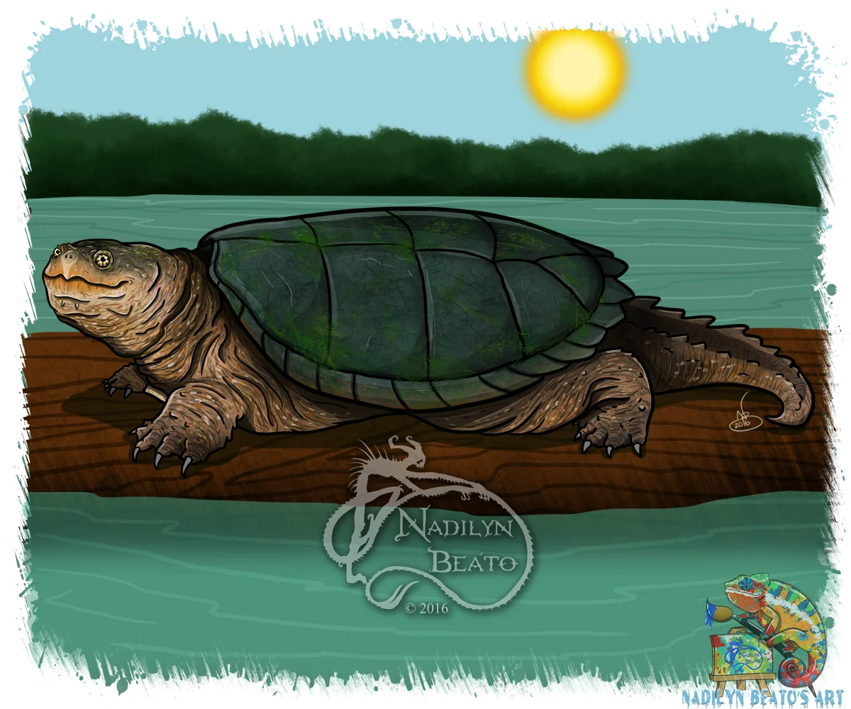 Common Snapping Turtle