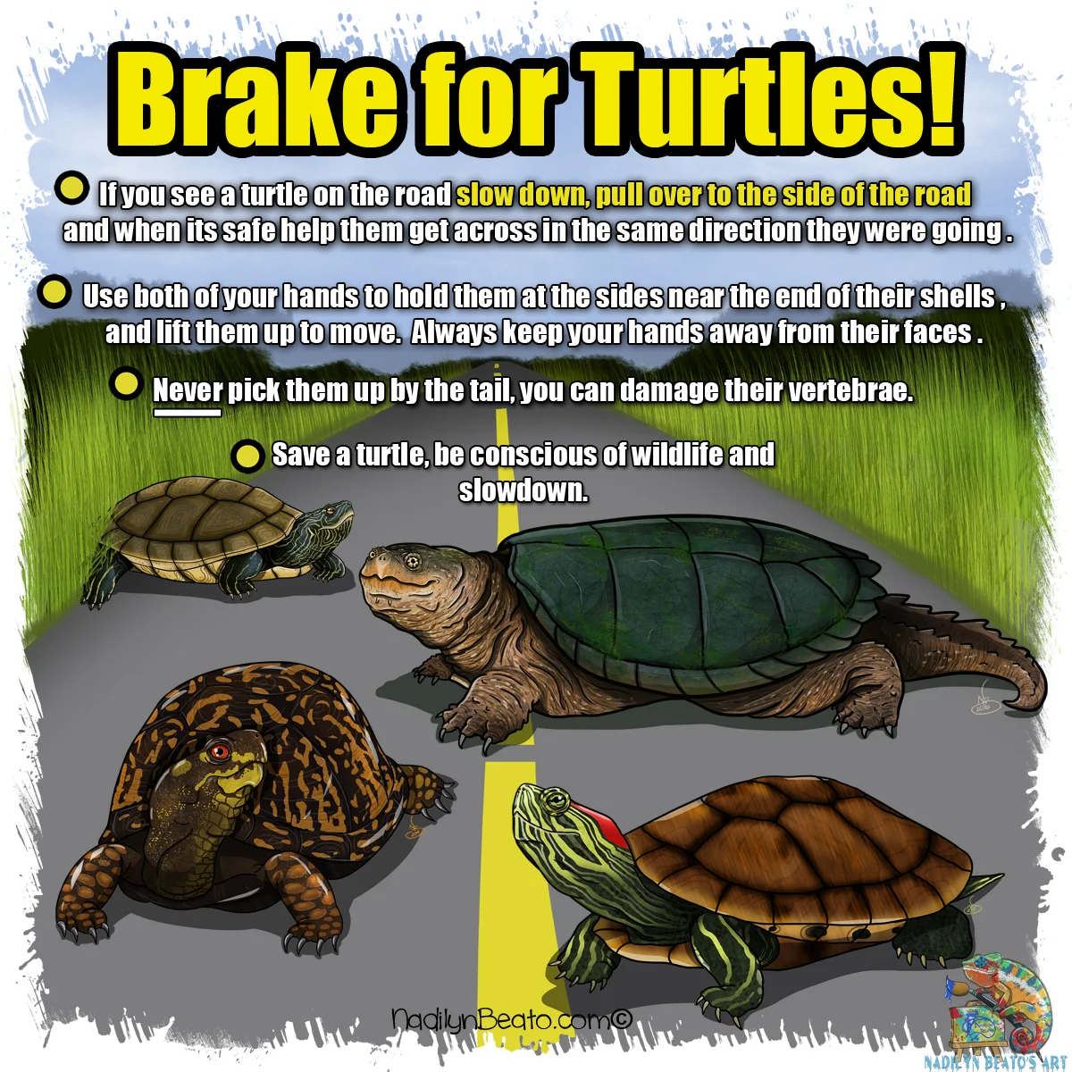 Brake for Turtles! 