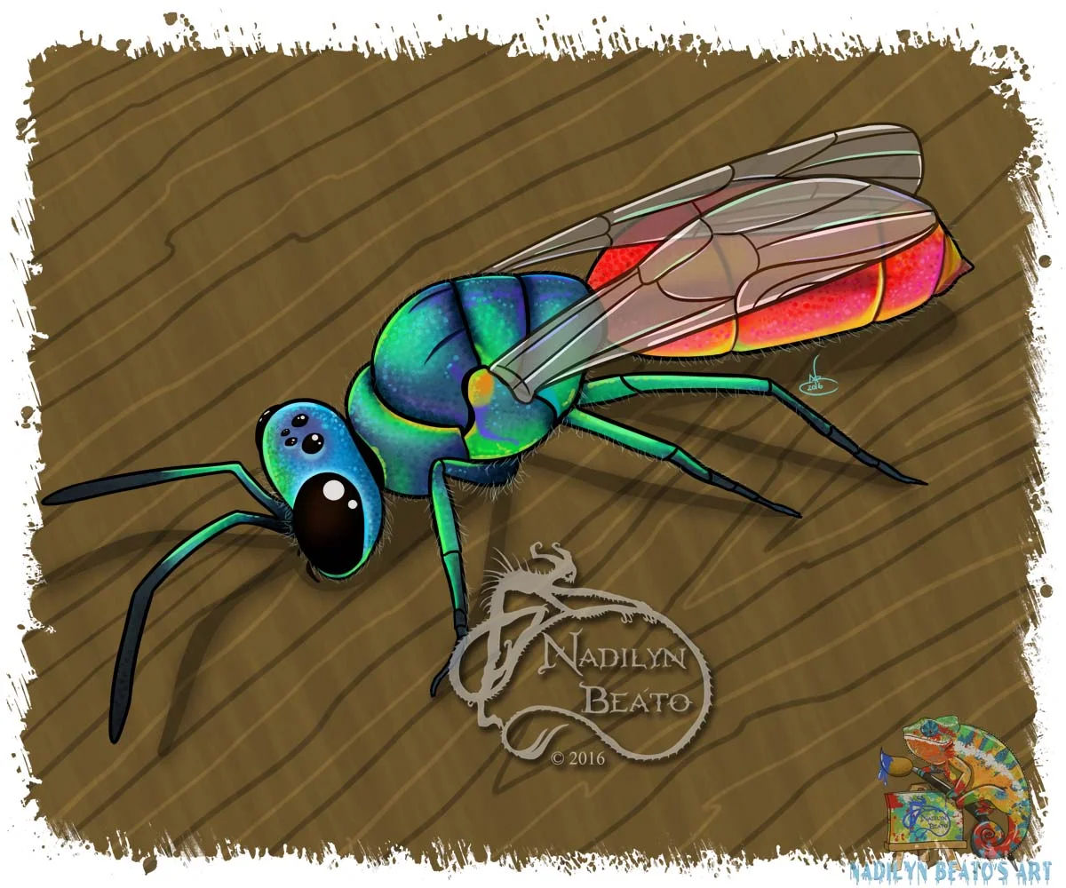 Ruby Tailed Wasp