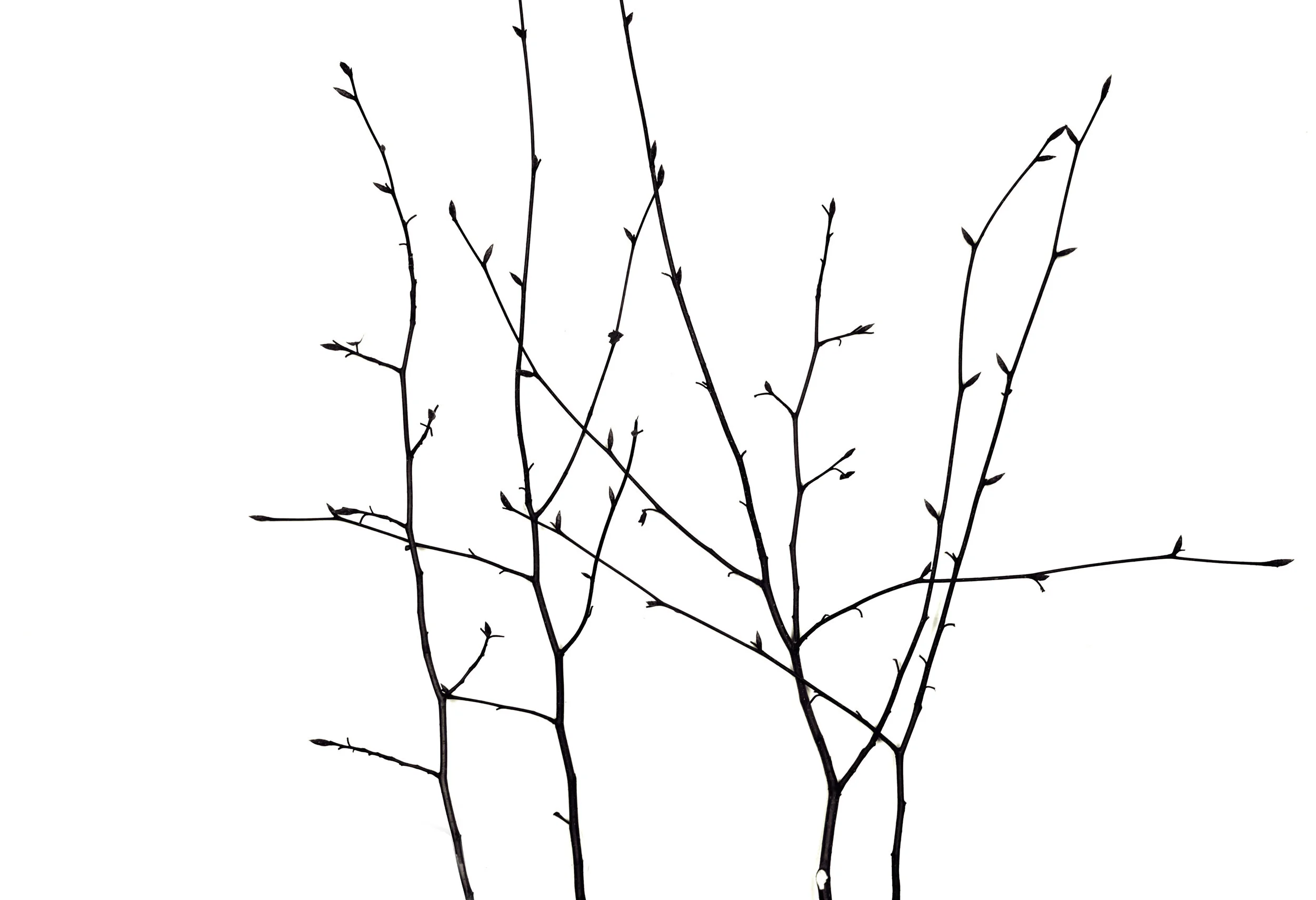 Branches 4.JPG