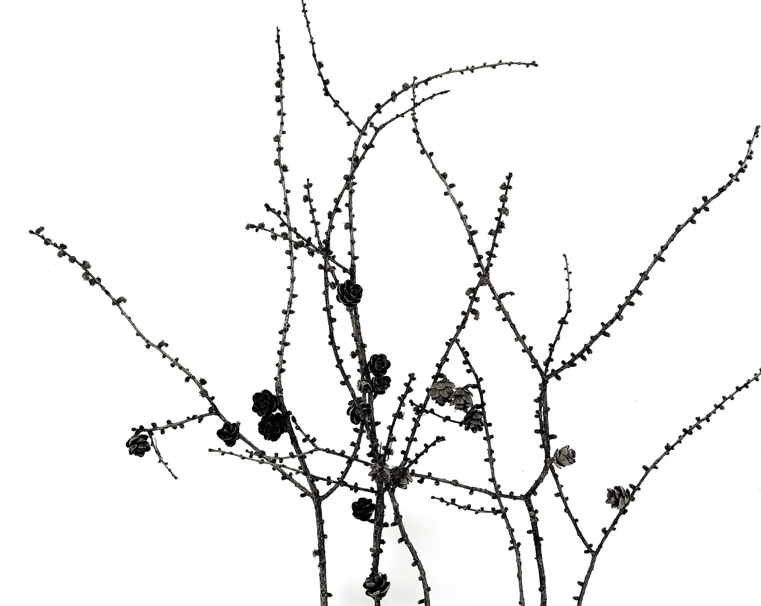 Branches 3.JPG