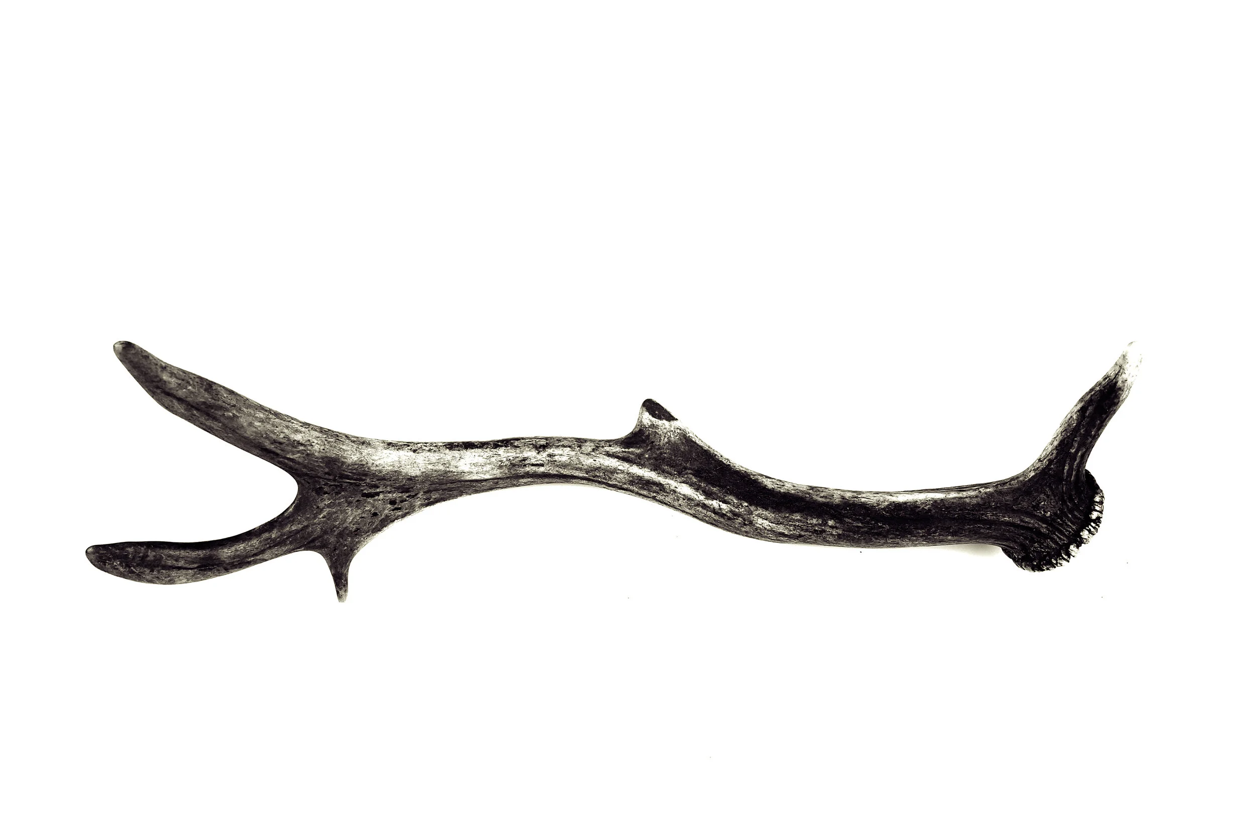 Antler 5.JPG