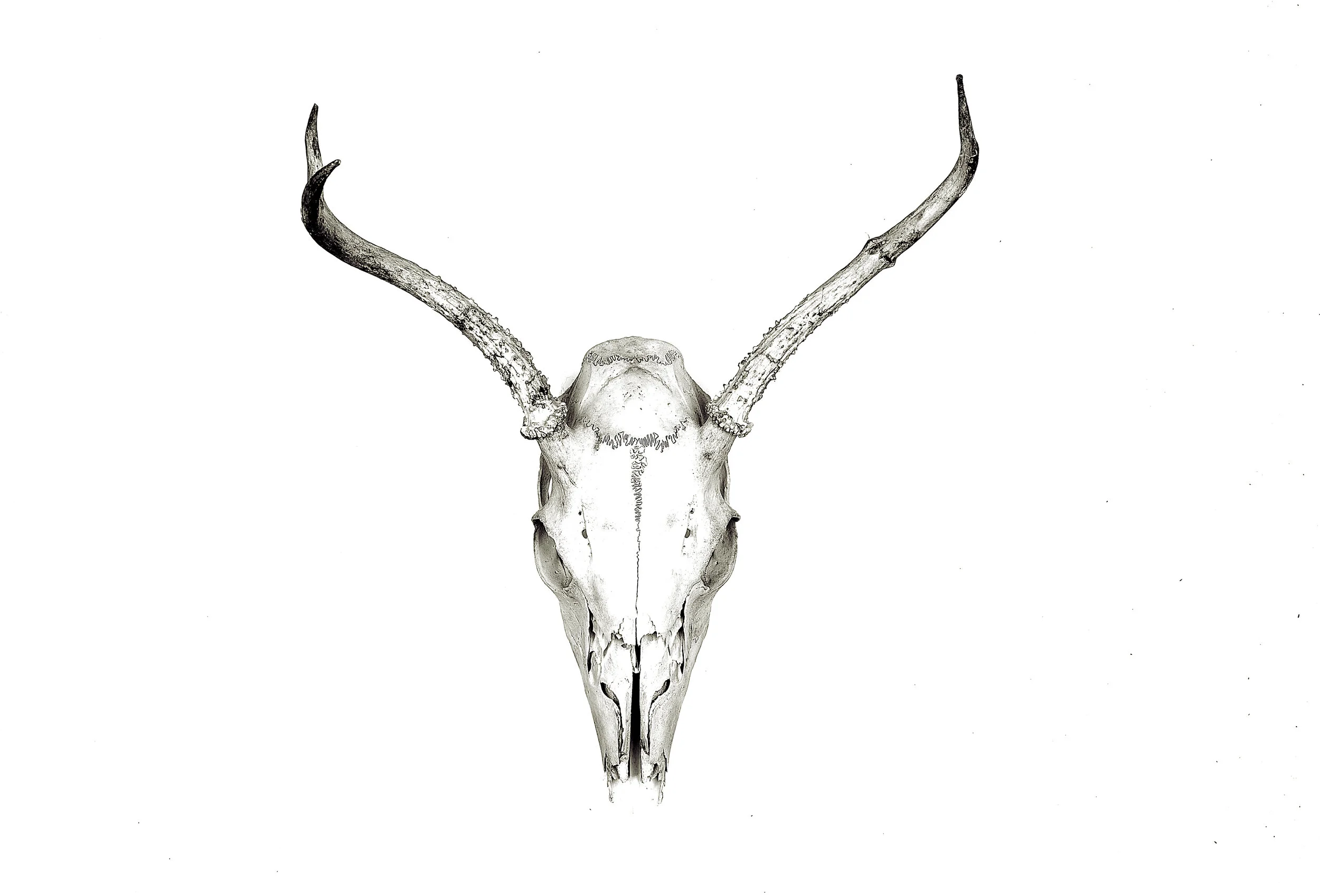 Antlers 3.JPG