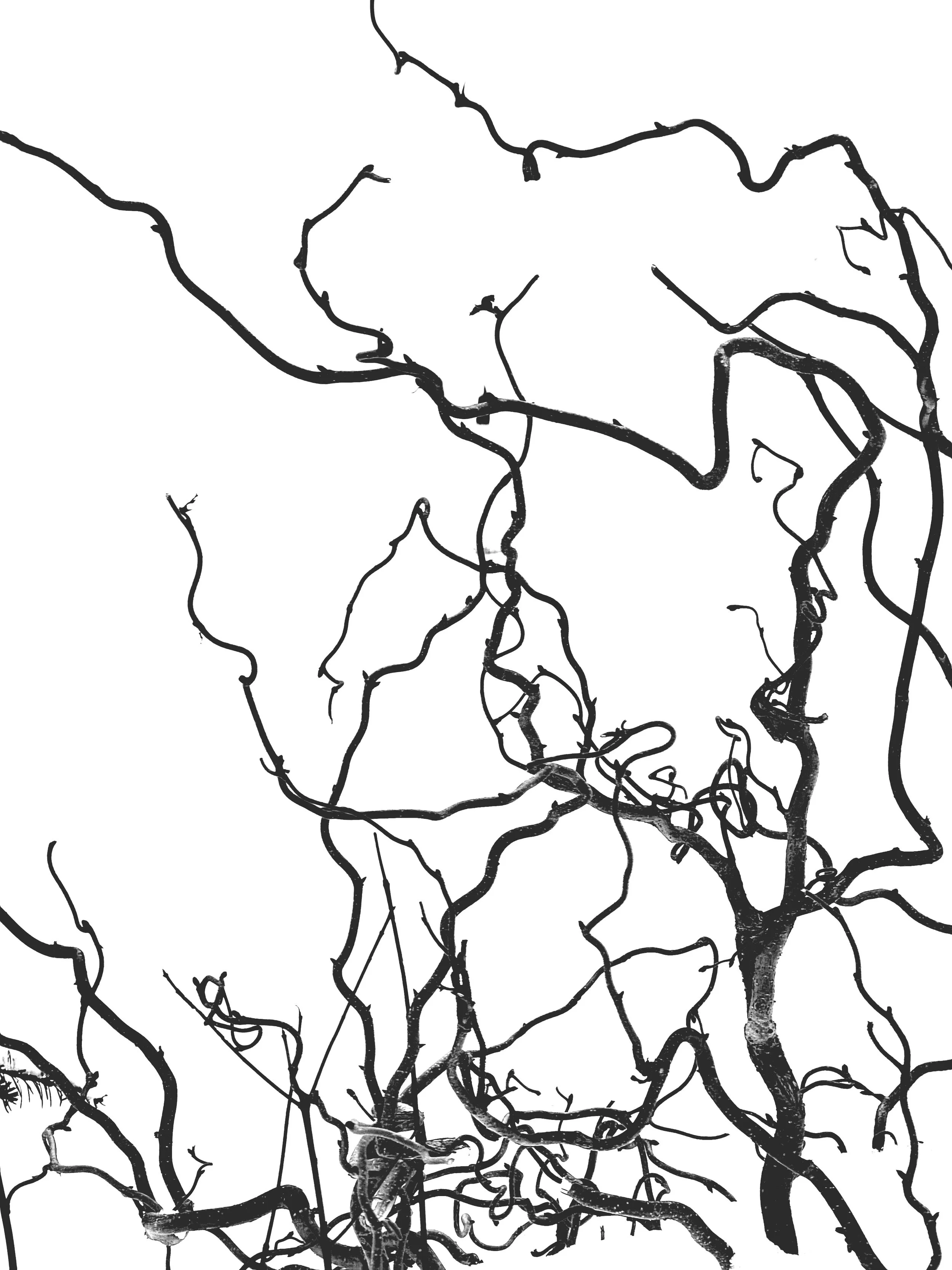 twisty  branches.jpg