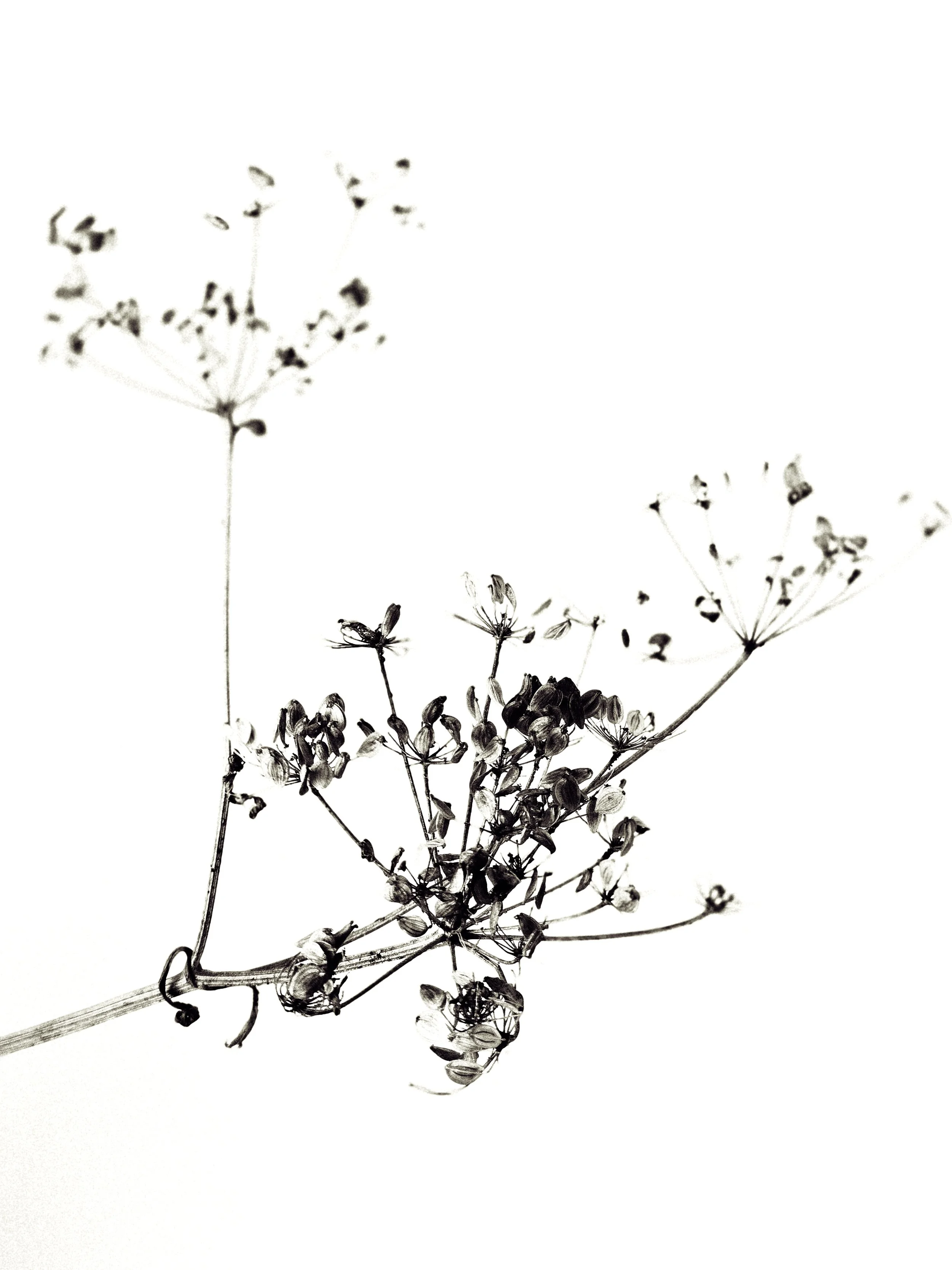 seedhead #2.jpg