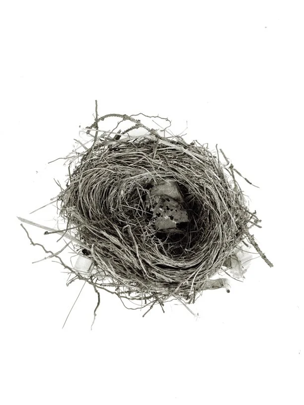 nest 1.jpg