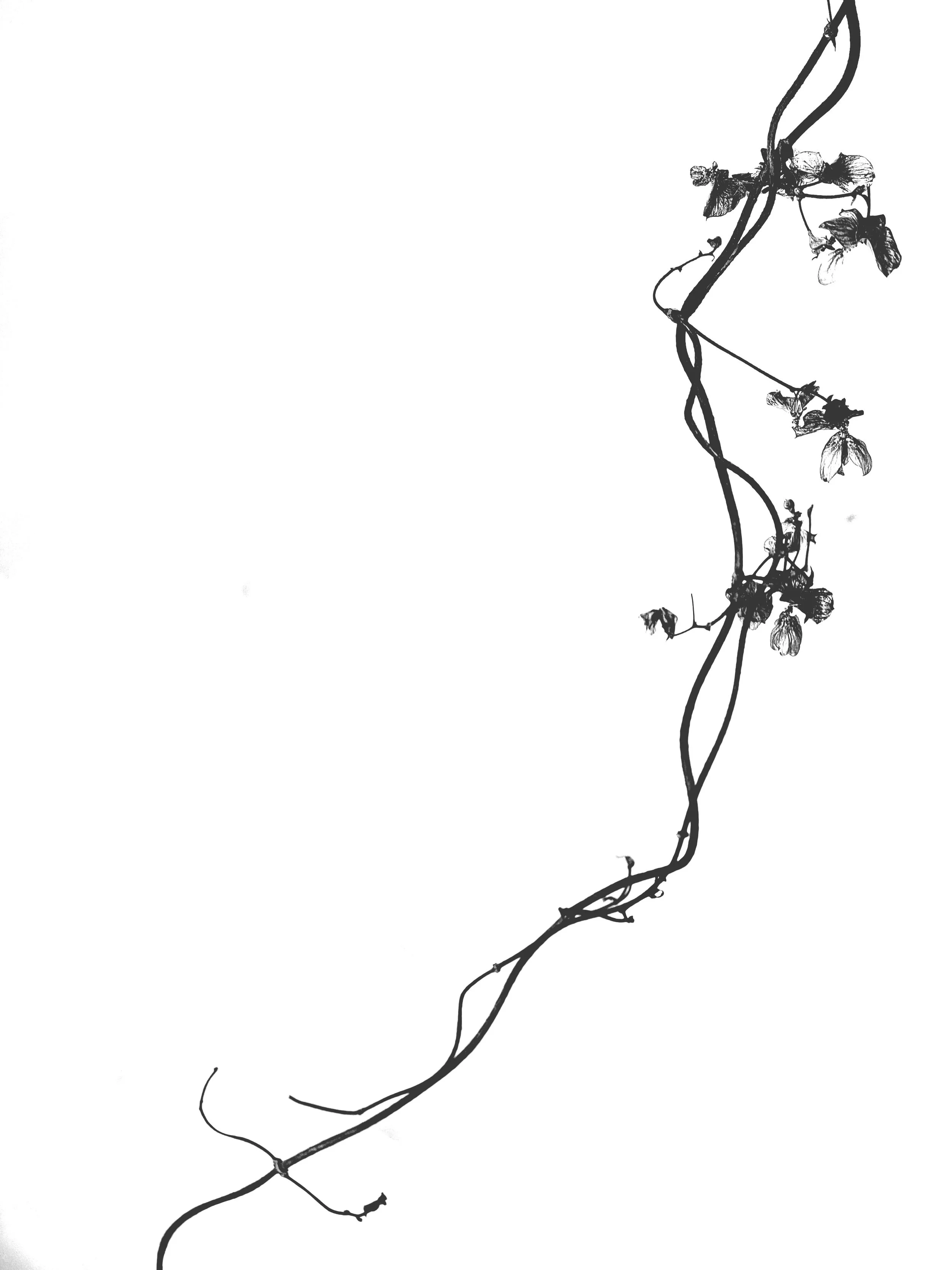 cascading vine.jpg