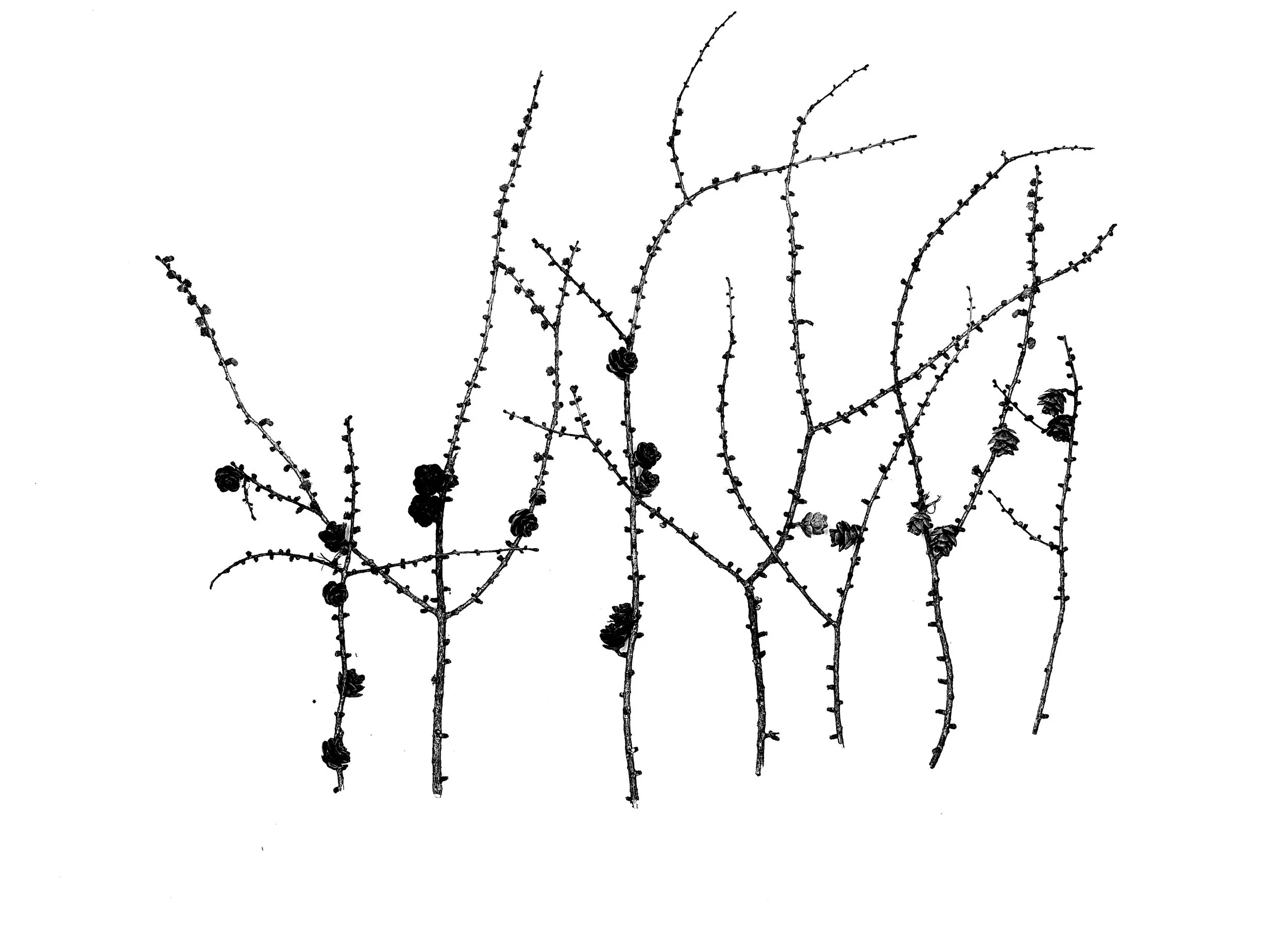 branches with pine cones.jpg