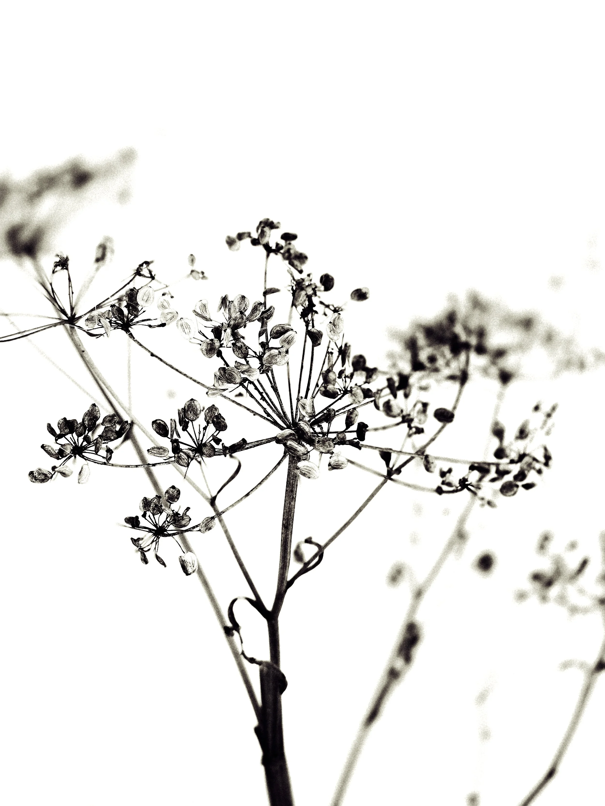 seedhead #1.jpg