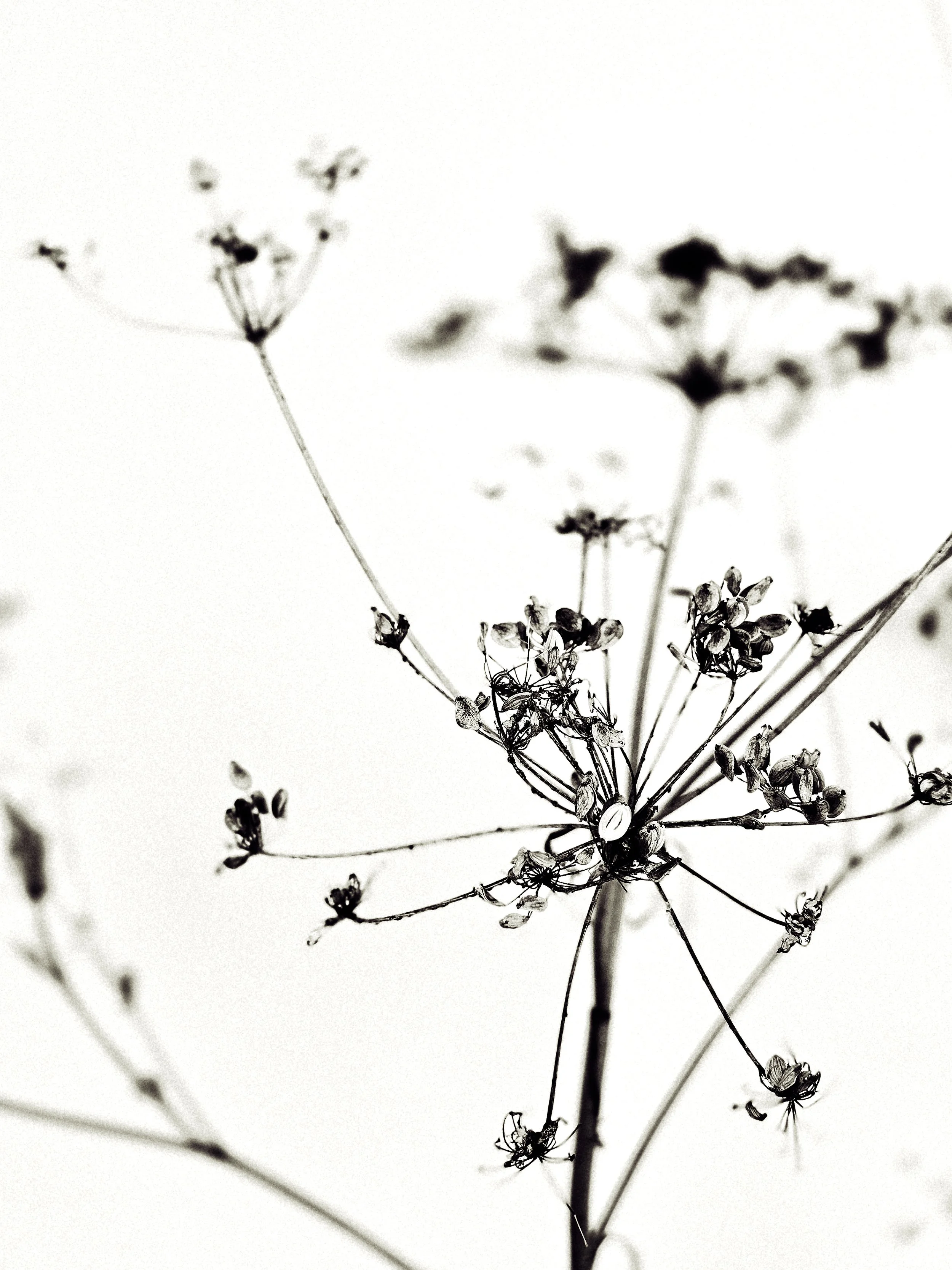 seedhead #3.jpg