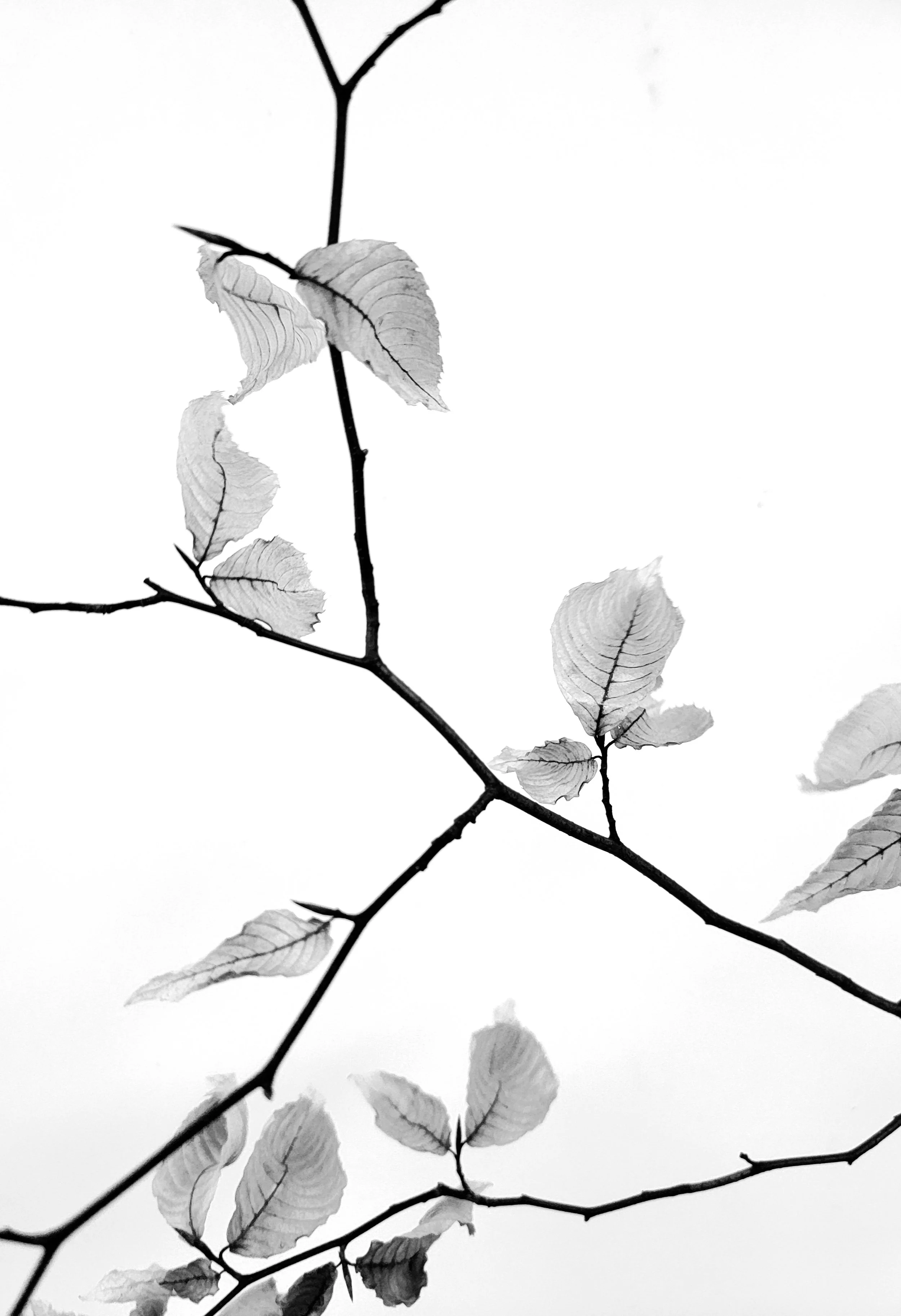 winter leaves.jpg