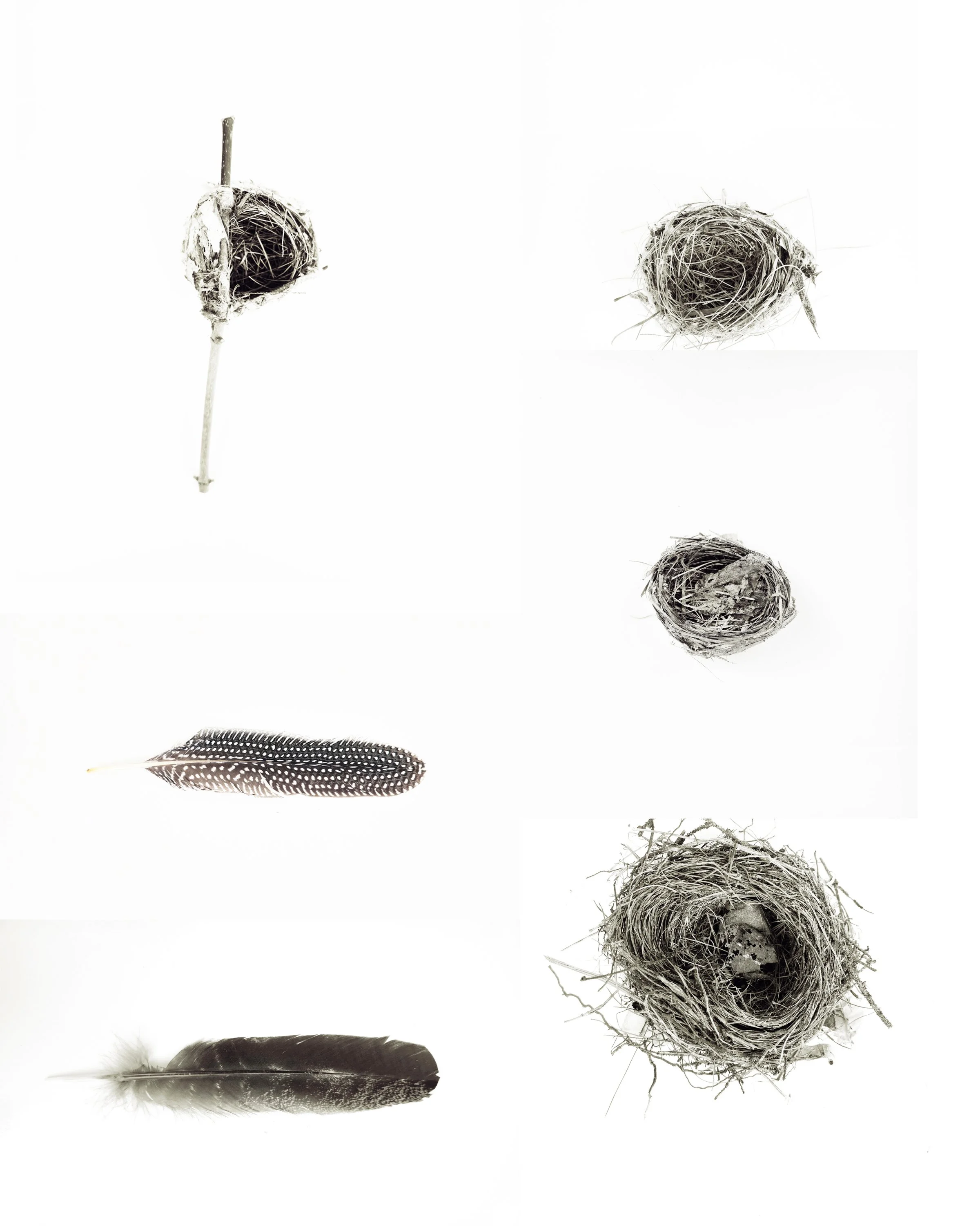 mini feathers and nests.jpg