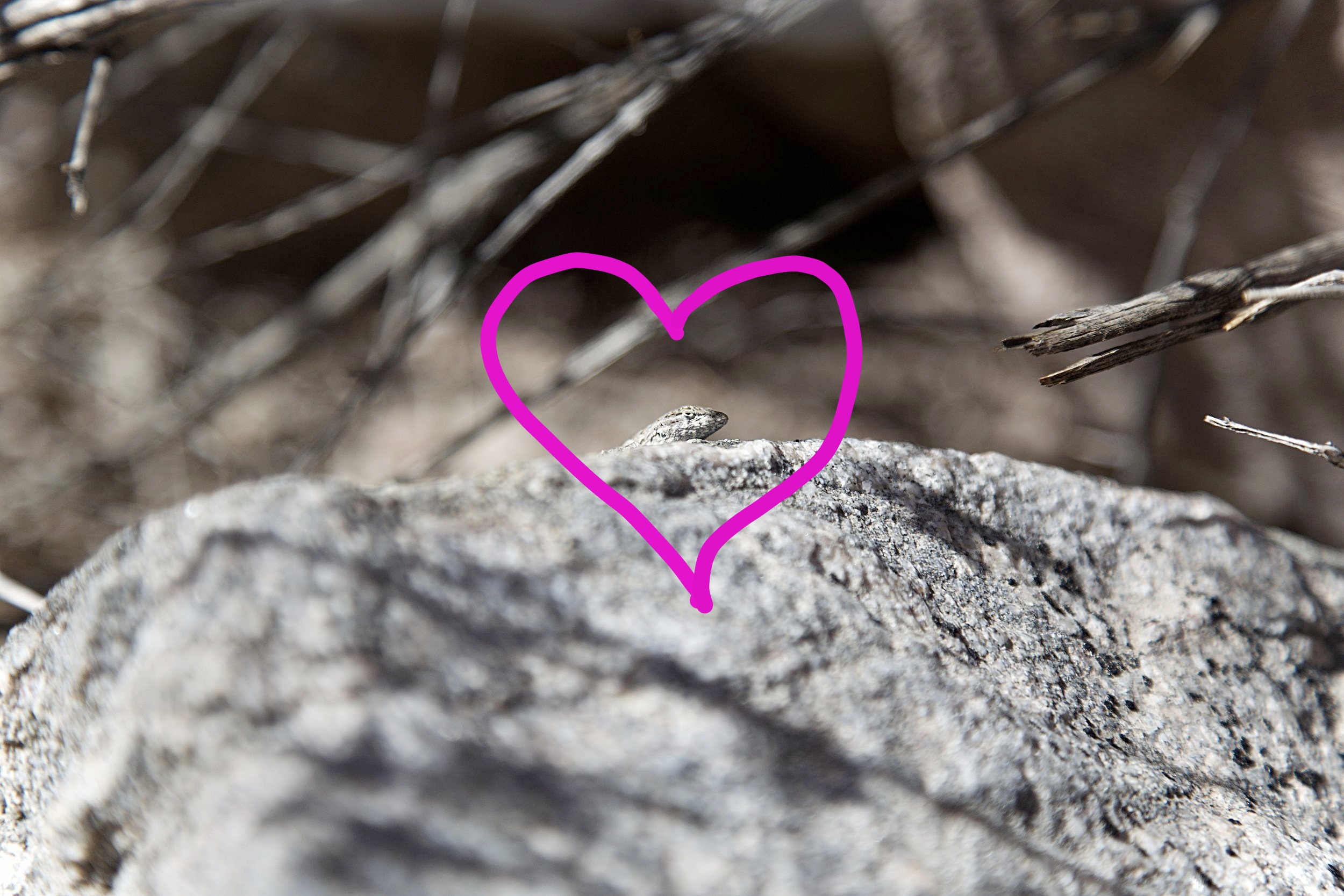 Shout out to this lil lizard who totally posed for me before jetting out of sight. #lizardwhisperer
