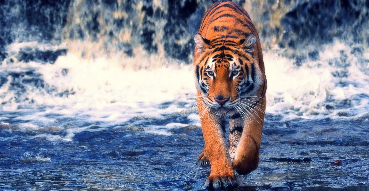 Tiger in Water.jpg