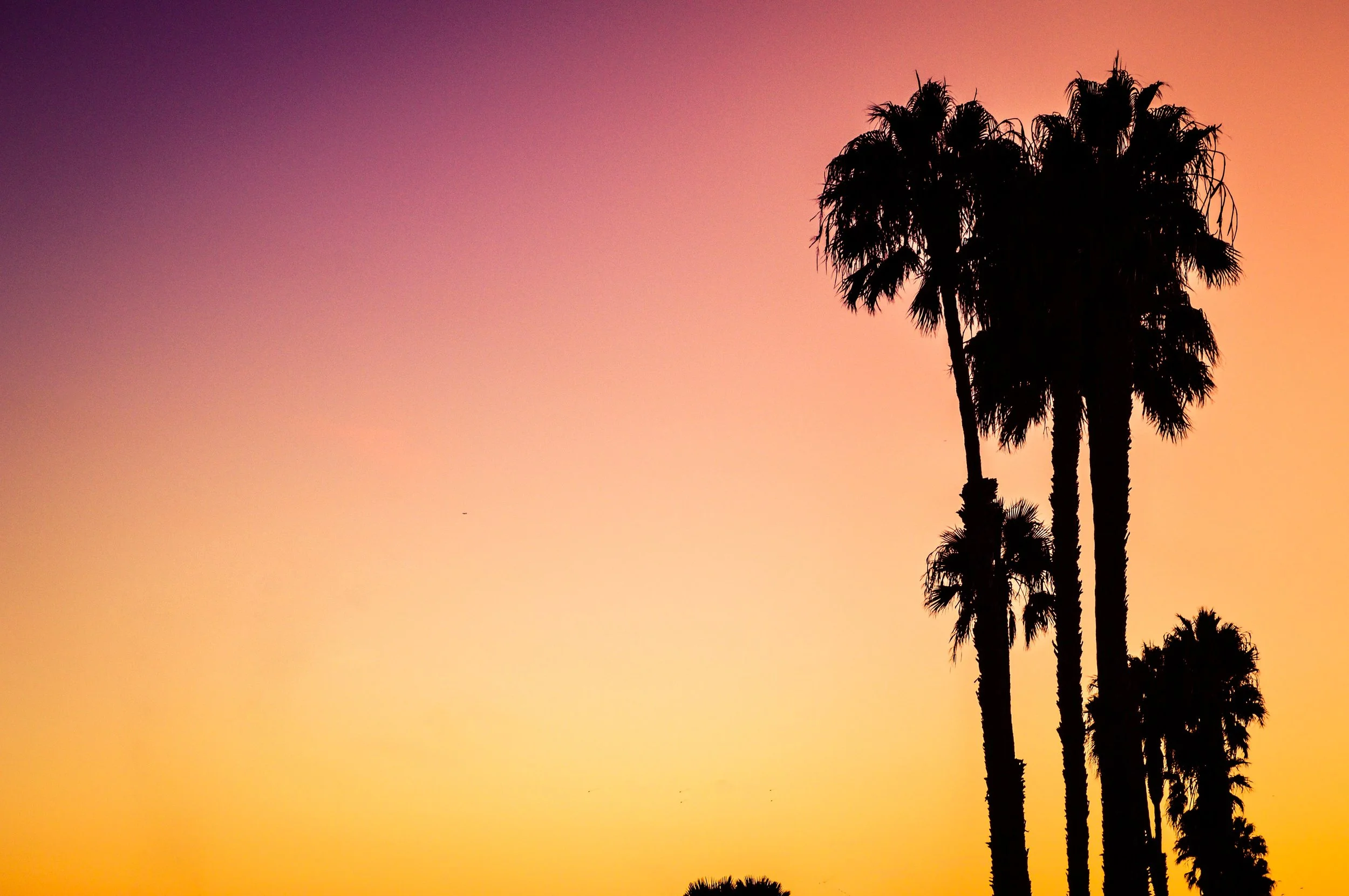 Los Angeles Palm Trees.jpg