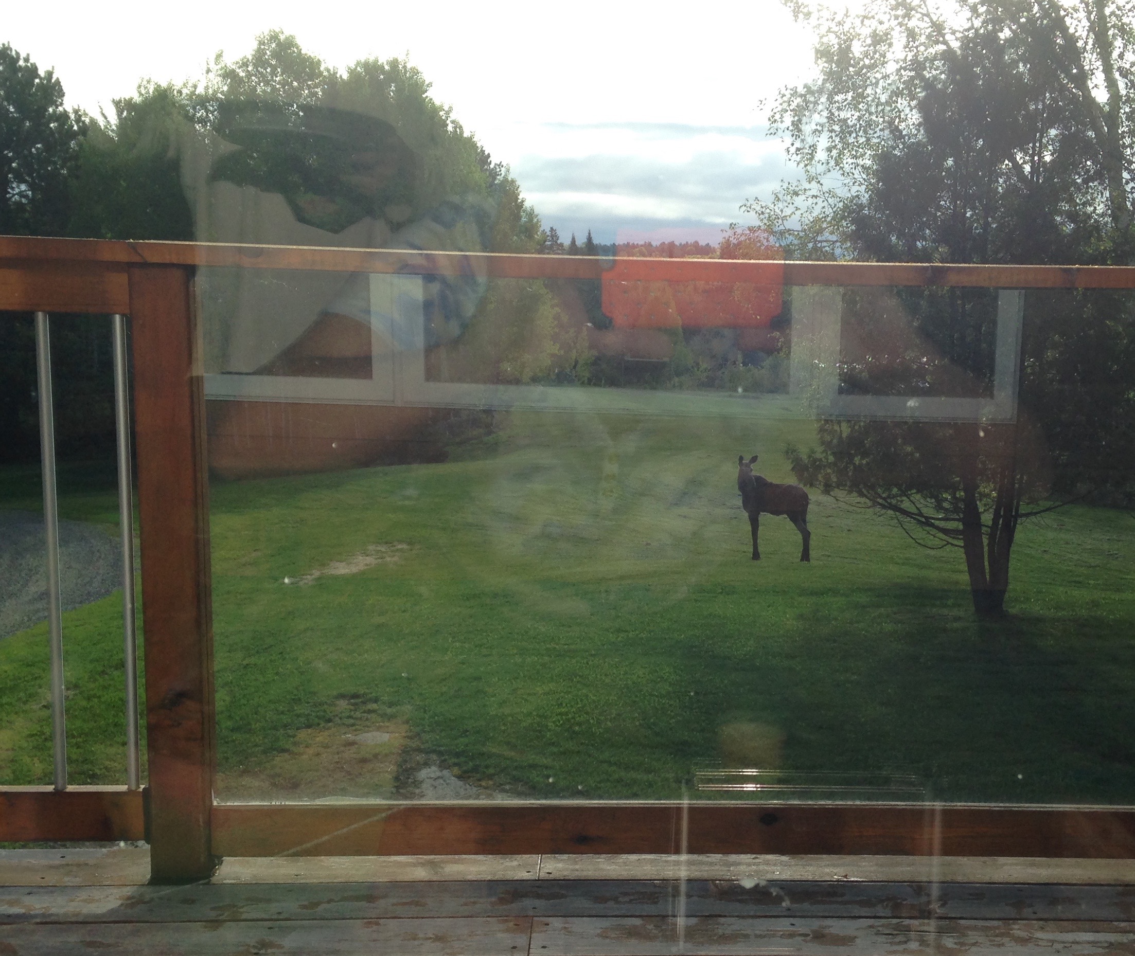 Our early morning visiter - trying to escape the black-flies.