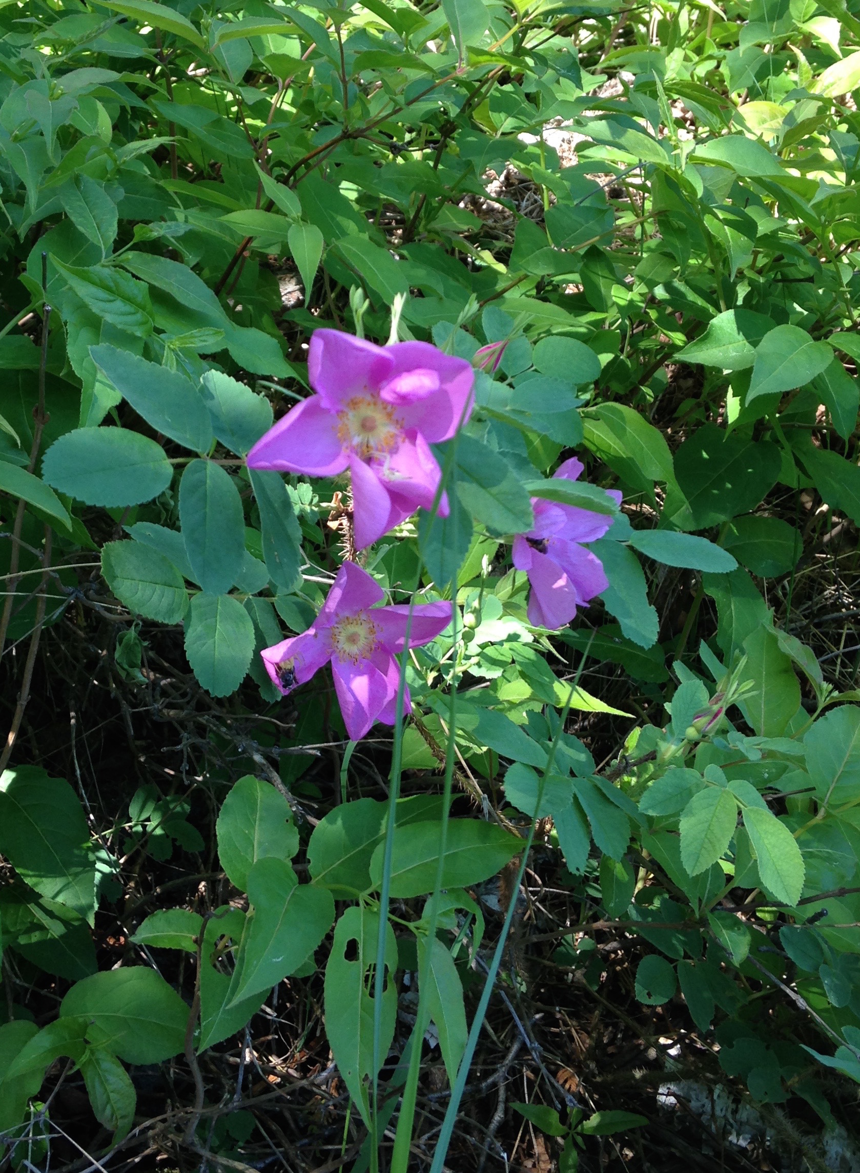 A wild rose found growing on the shoreline at camp.