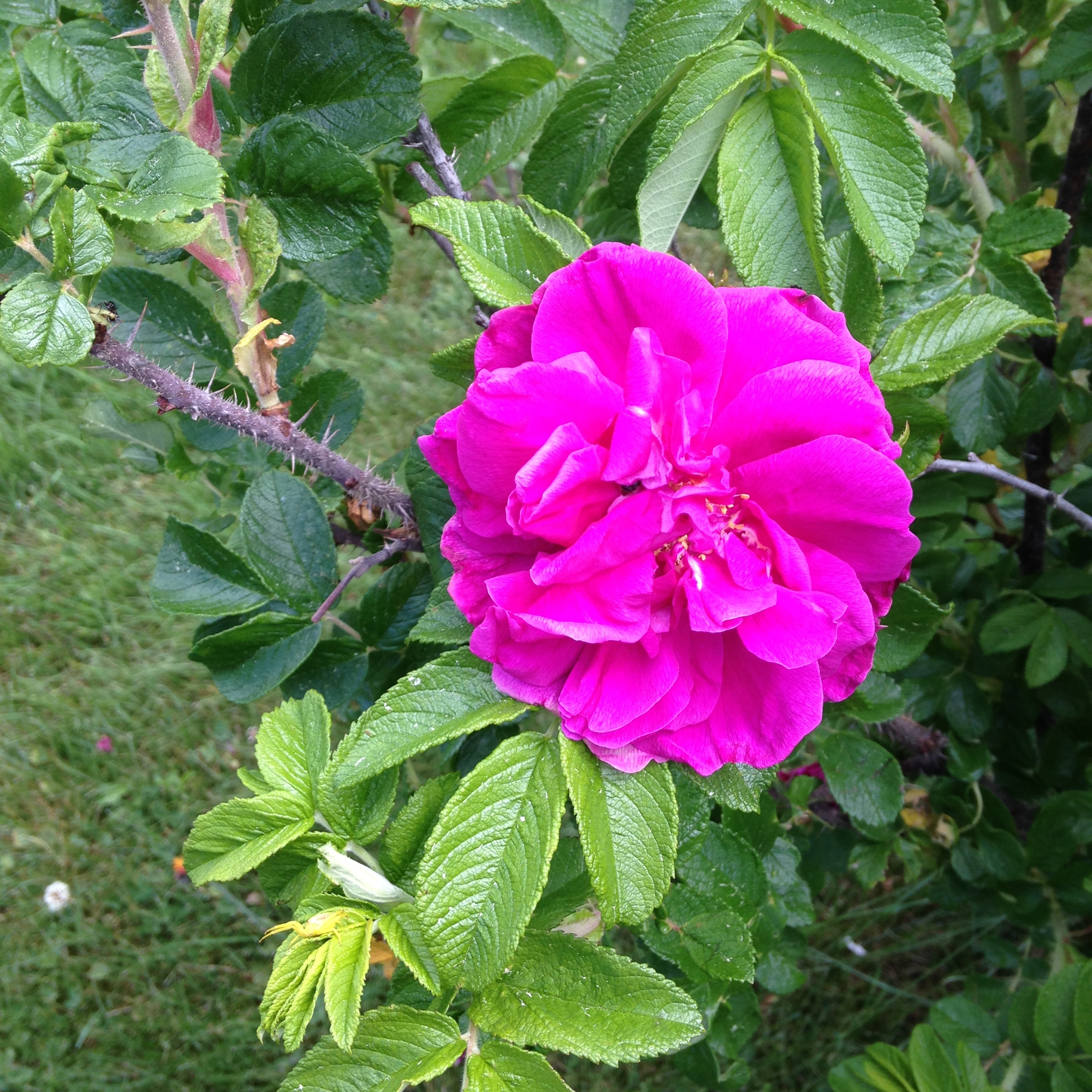 Roses in my garden.
