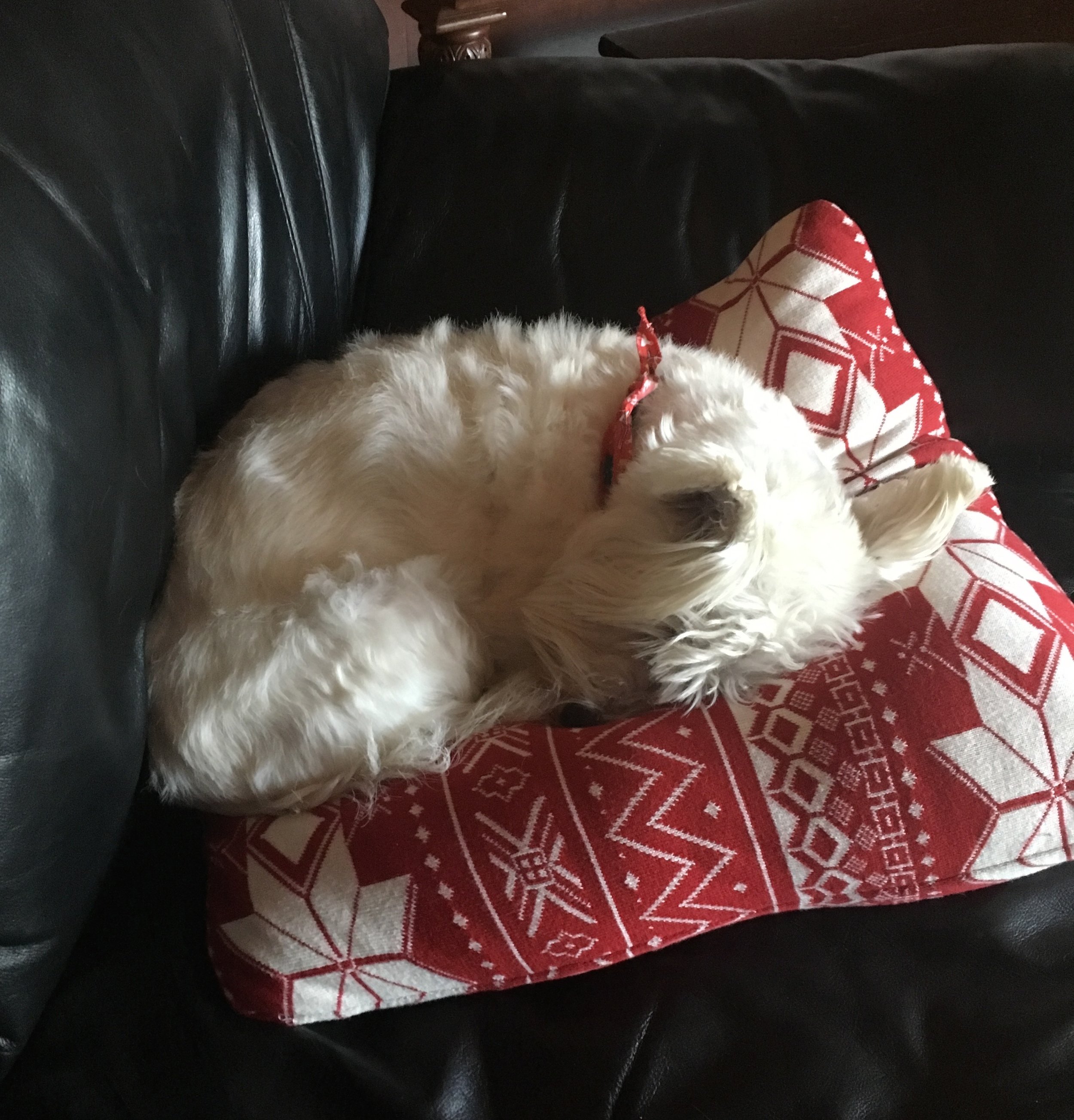 Brody has decided that it is to cold and snowy for small dogs and this is what he will do all winter! Me too!