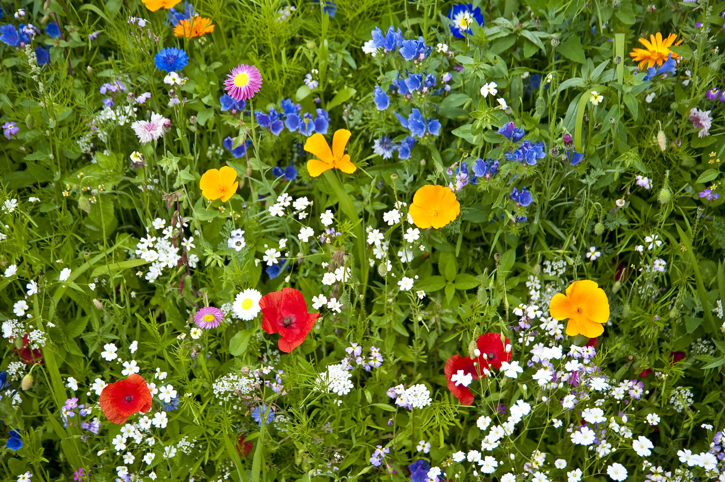 Spring is for the Bold and the Beautiful