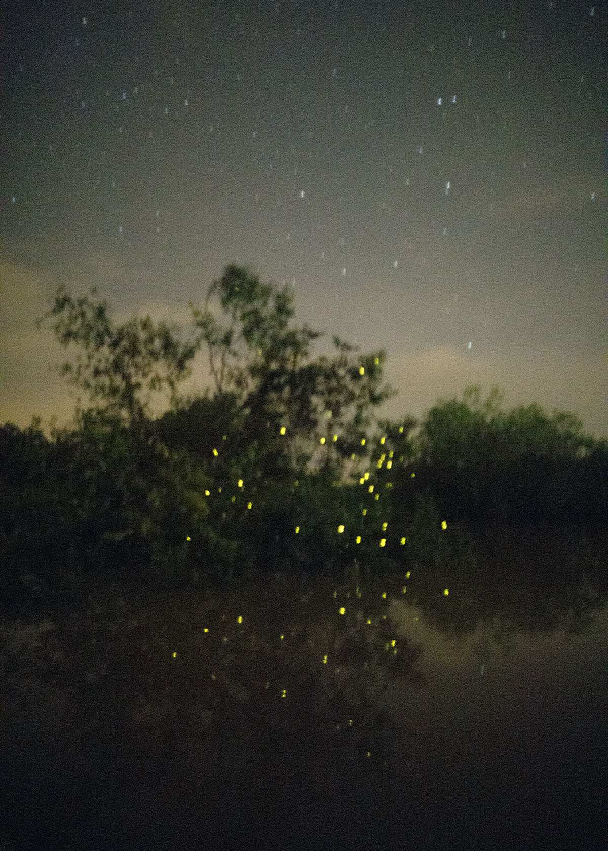 firefly with stars.jpg