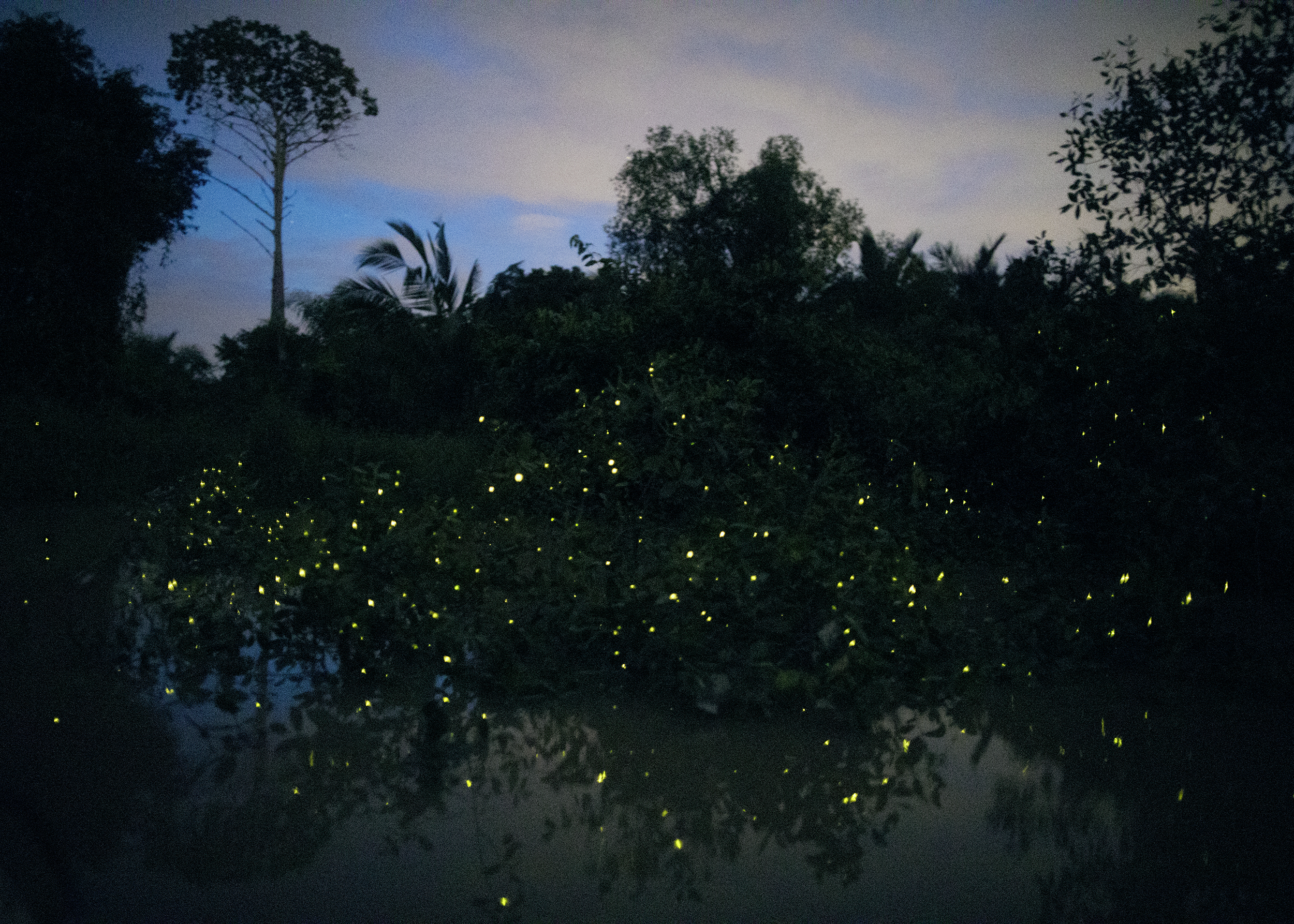 Fireflies, Selangor River, 2017