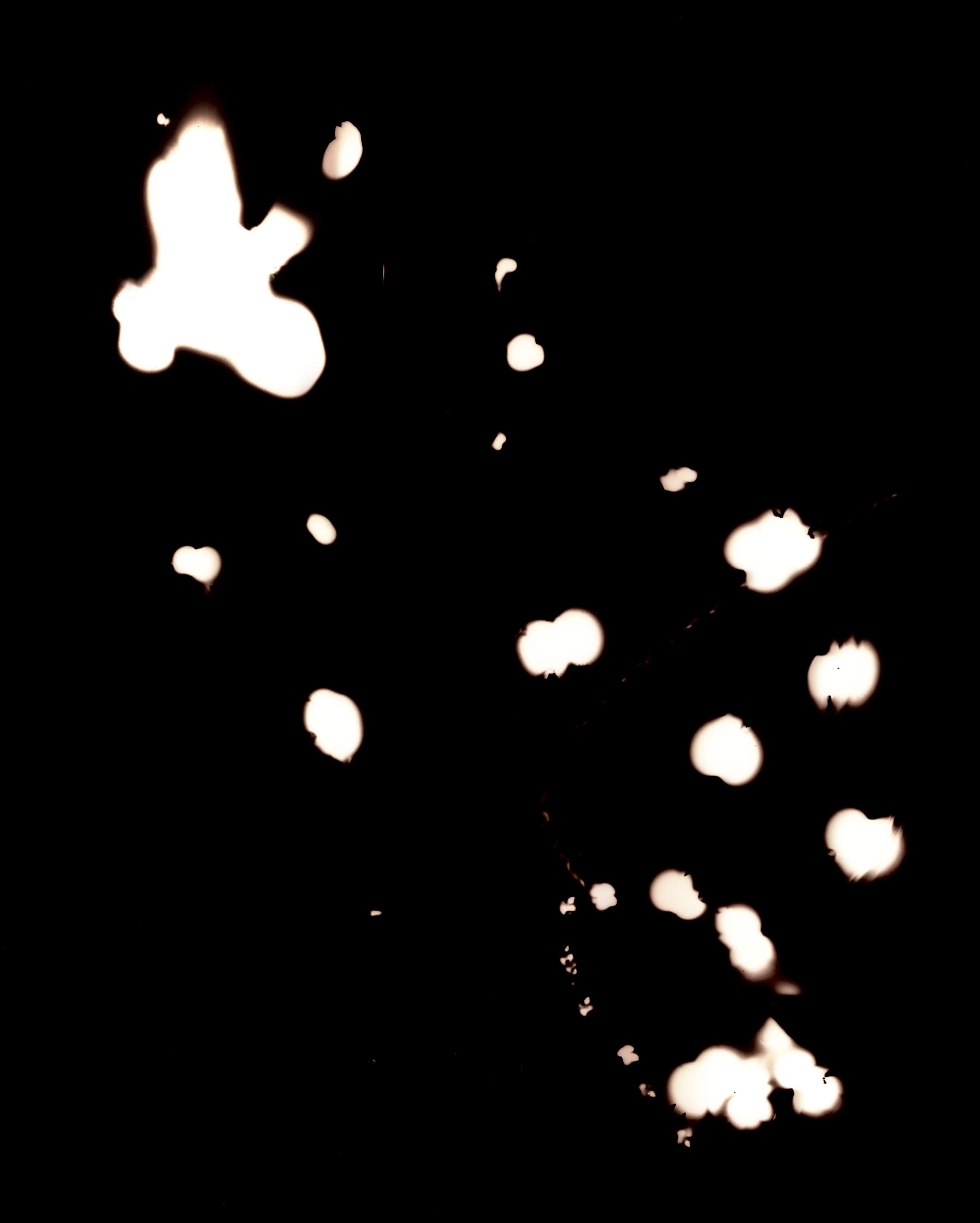 firefly marks6,2015.jpg
