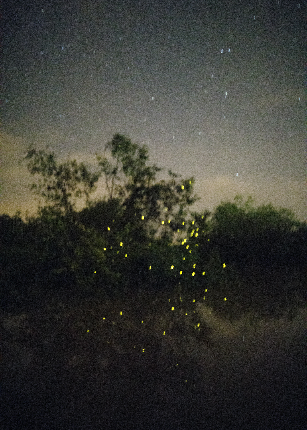 Fireflies and Stars, Selangor River, 2017