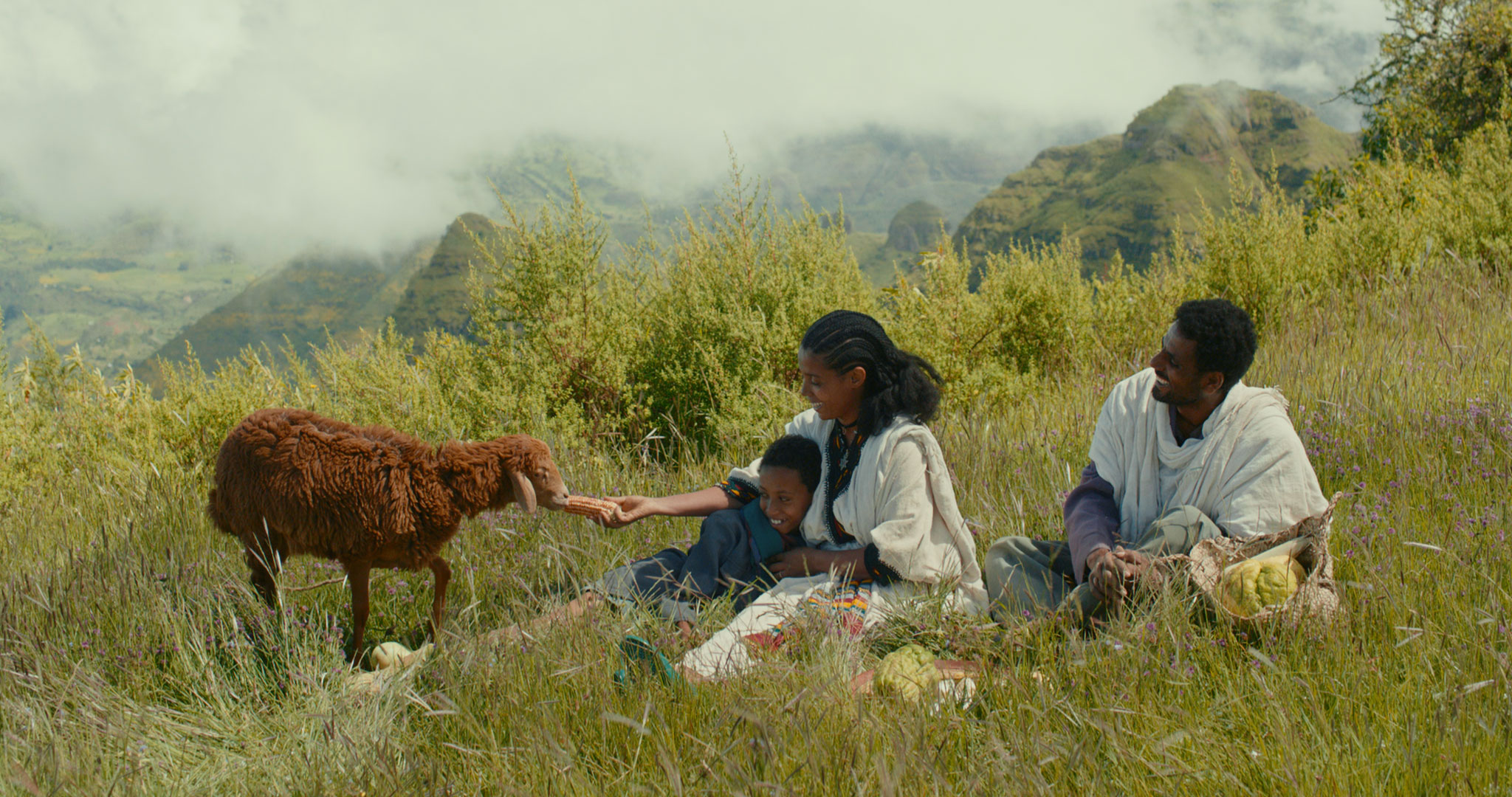 lamb---photo-2.jpg
